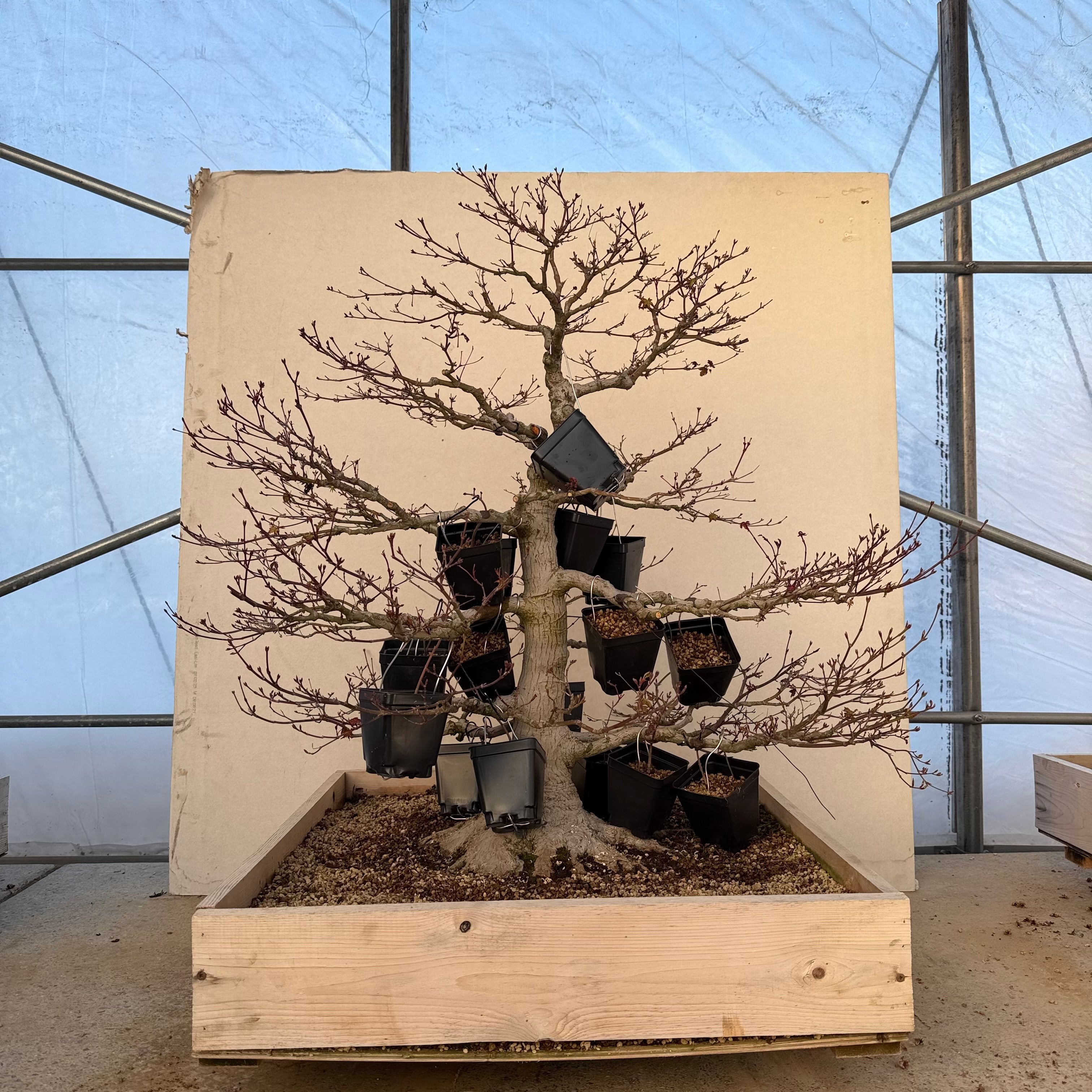 KOROMO-GAE – Converting an Old Maple to Beni Chidori