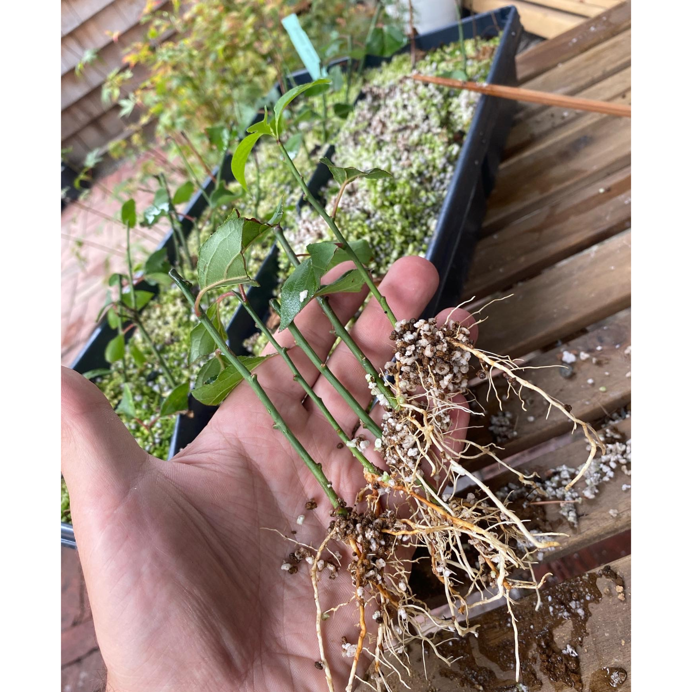 Prunus mume propagation via cutting in May-June