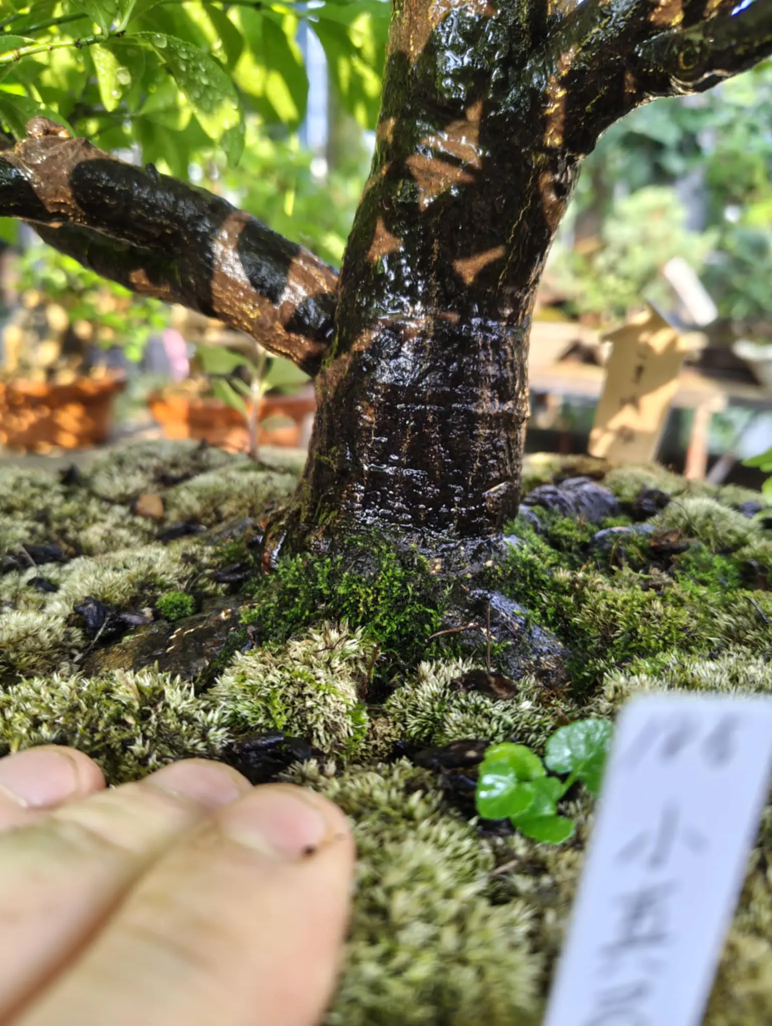 Euonymus Canada Bonsai