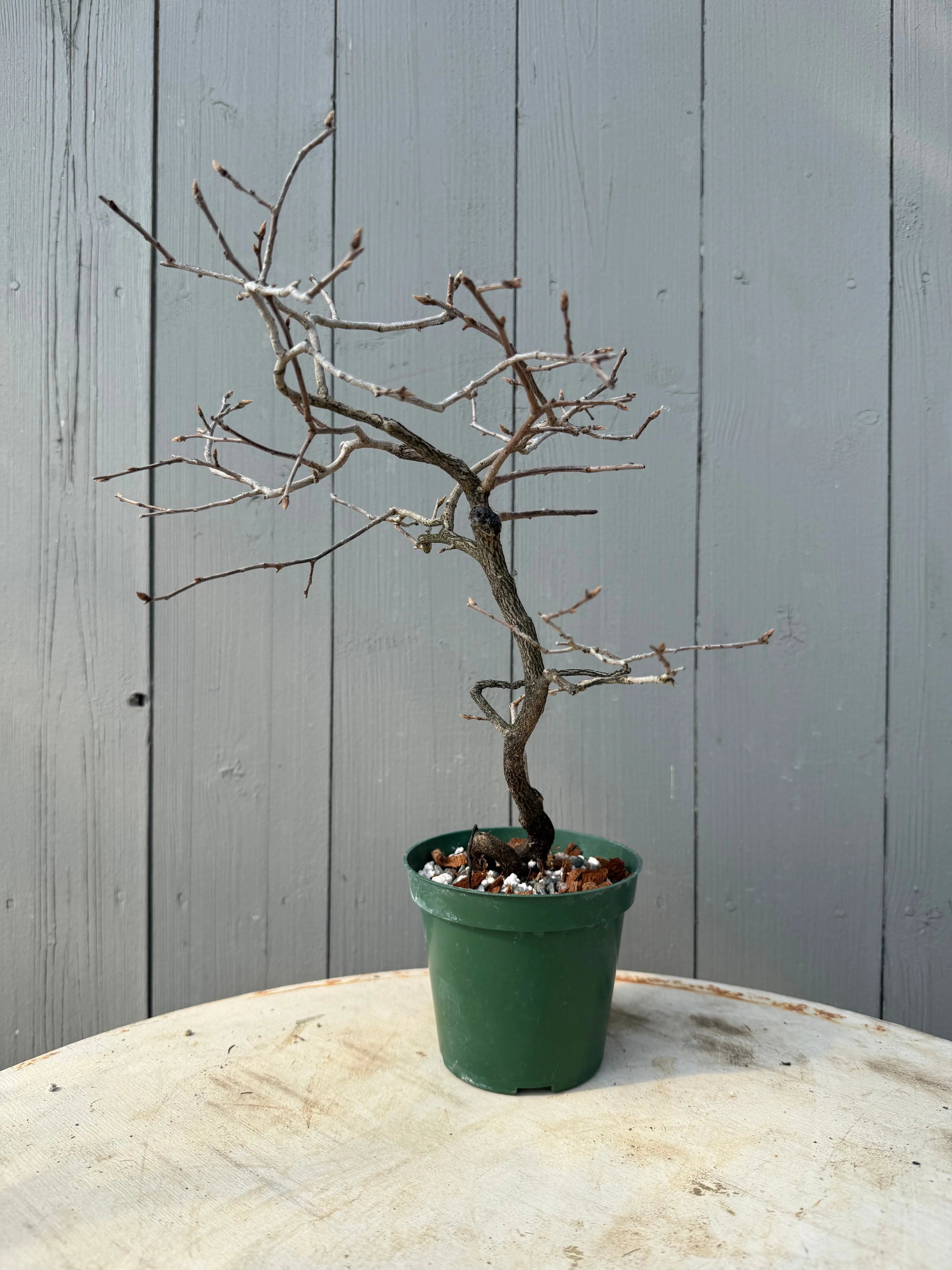 Diospyros rhombifolia Canada Bonsai