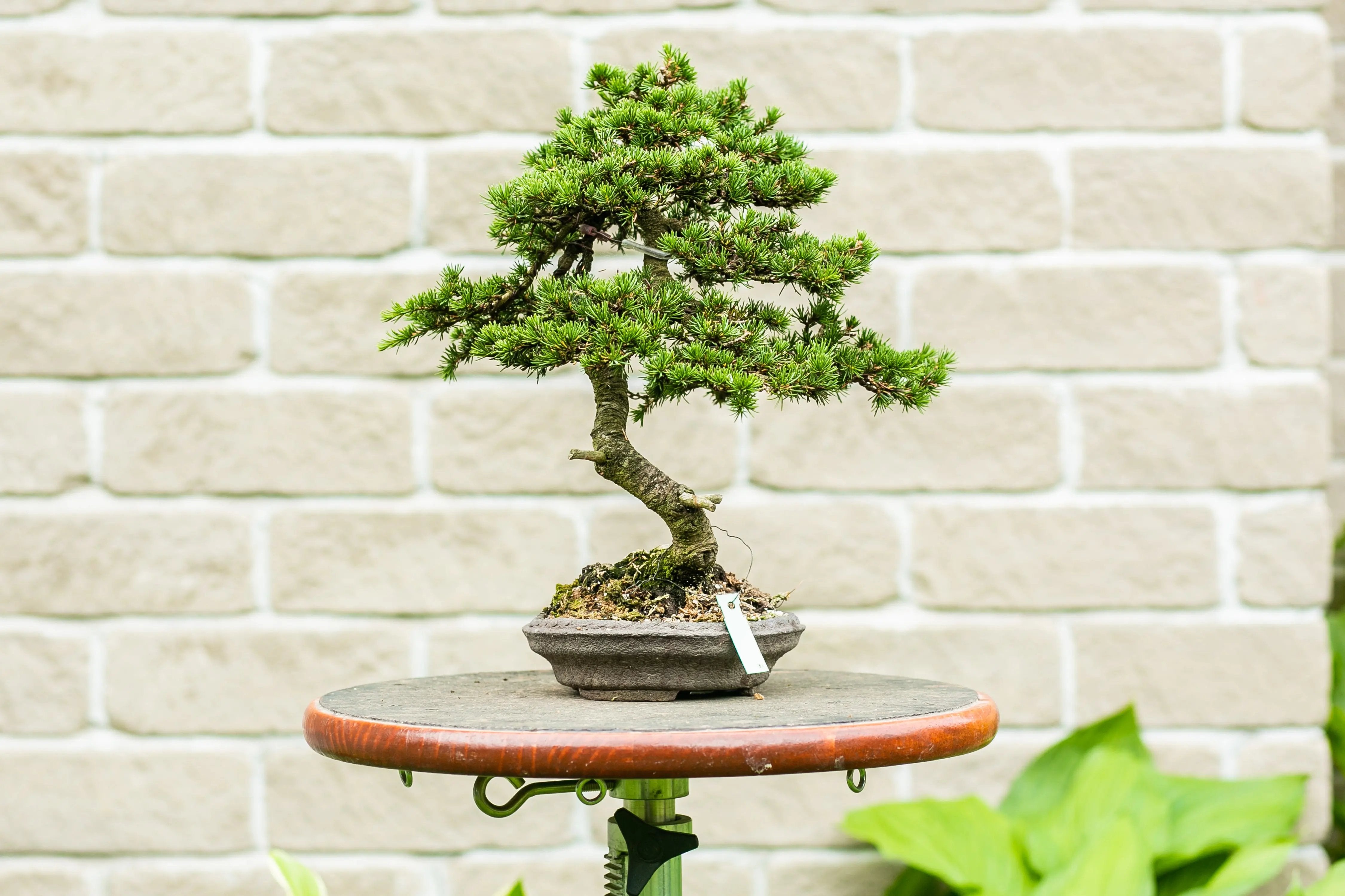 Cedrus brevifolia Canada Bonsai