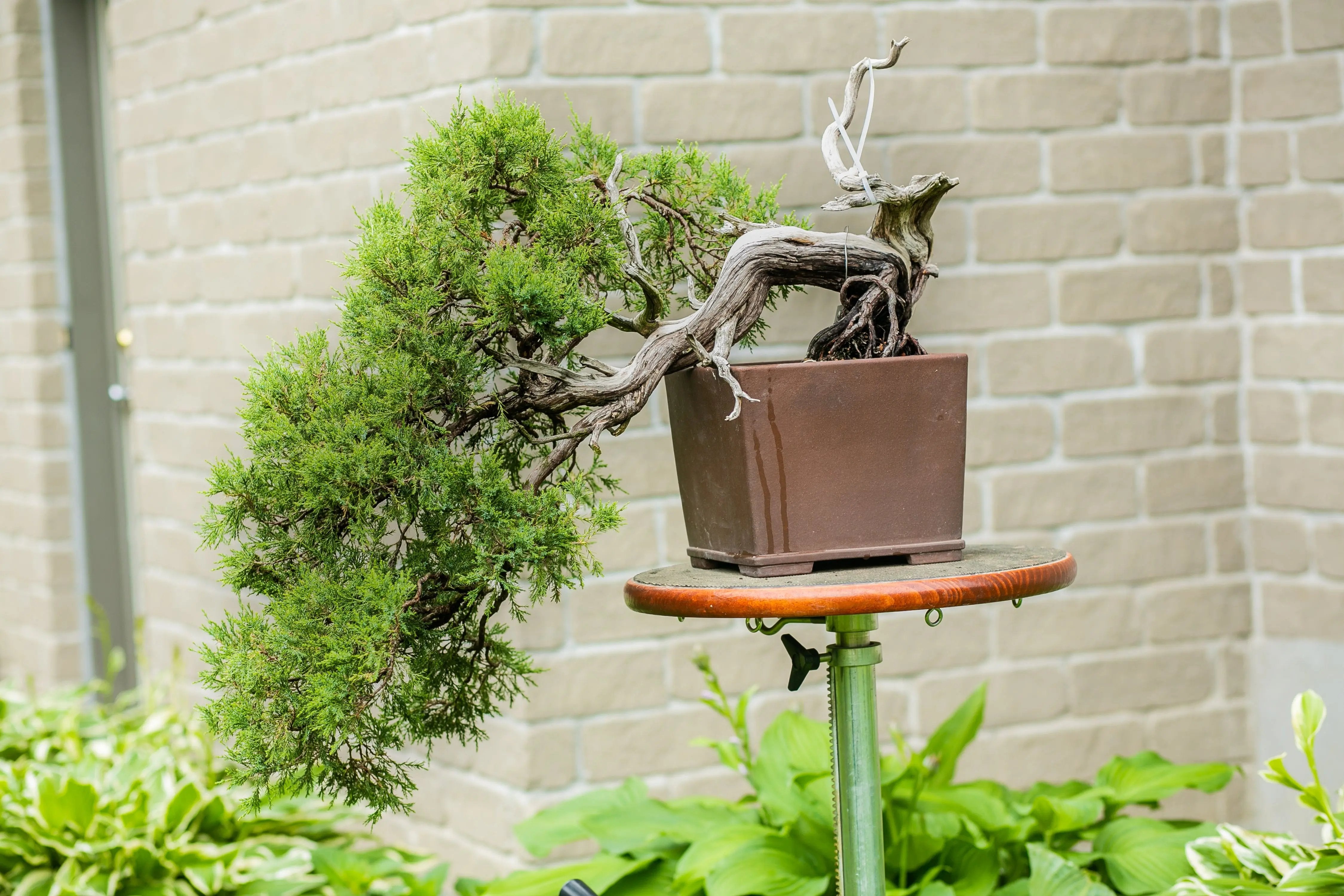 Juniperus scopulorum Canada Bonsai