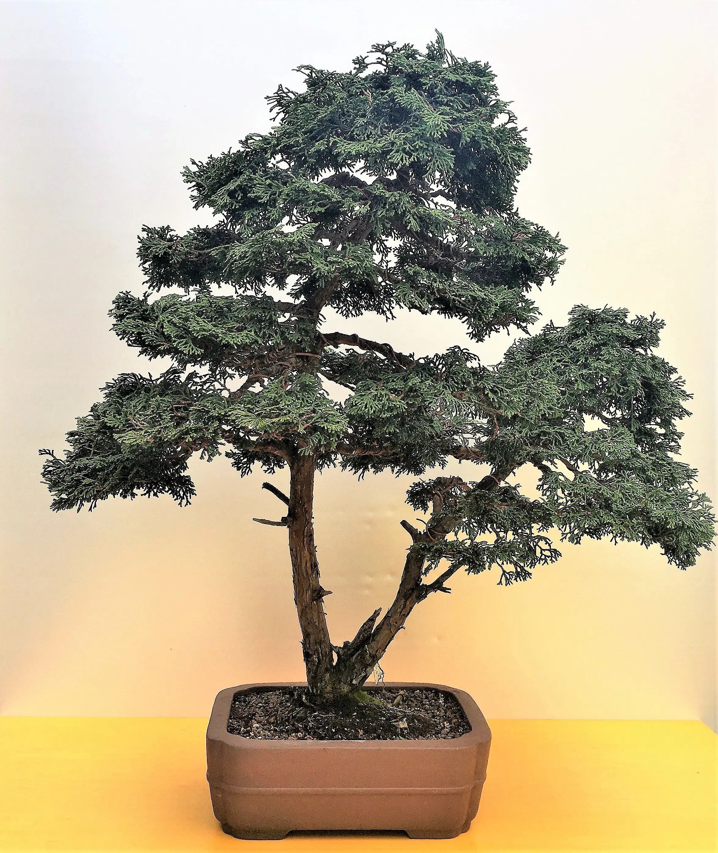 Chamaecyparis obtusa Canada Bonsai