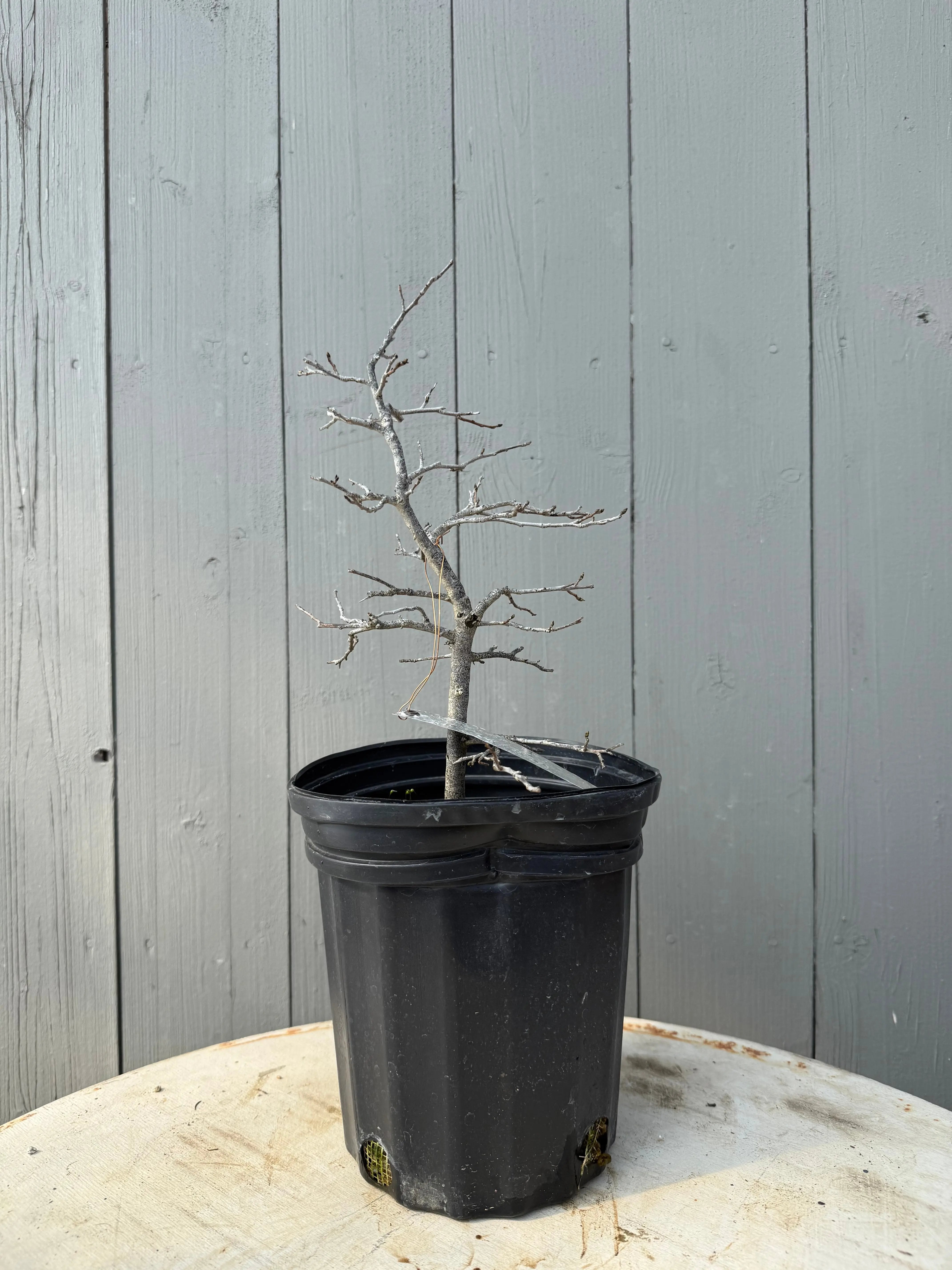 Diospyros rhombifolia ‘Akakarasu’ Canada Bonsai
