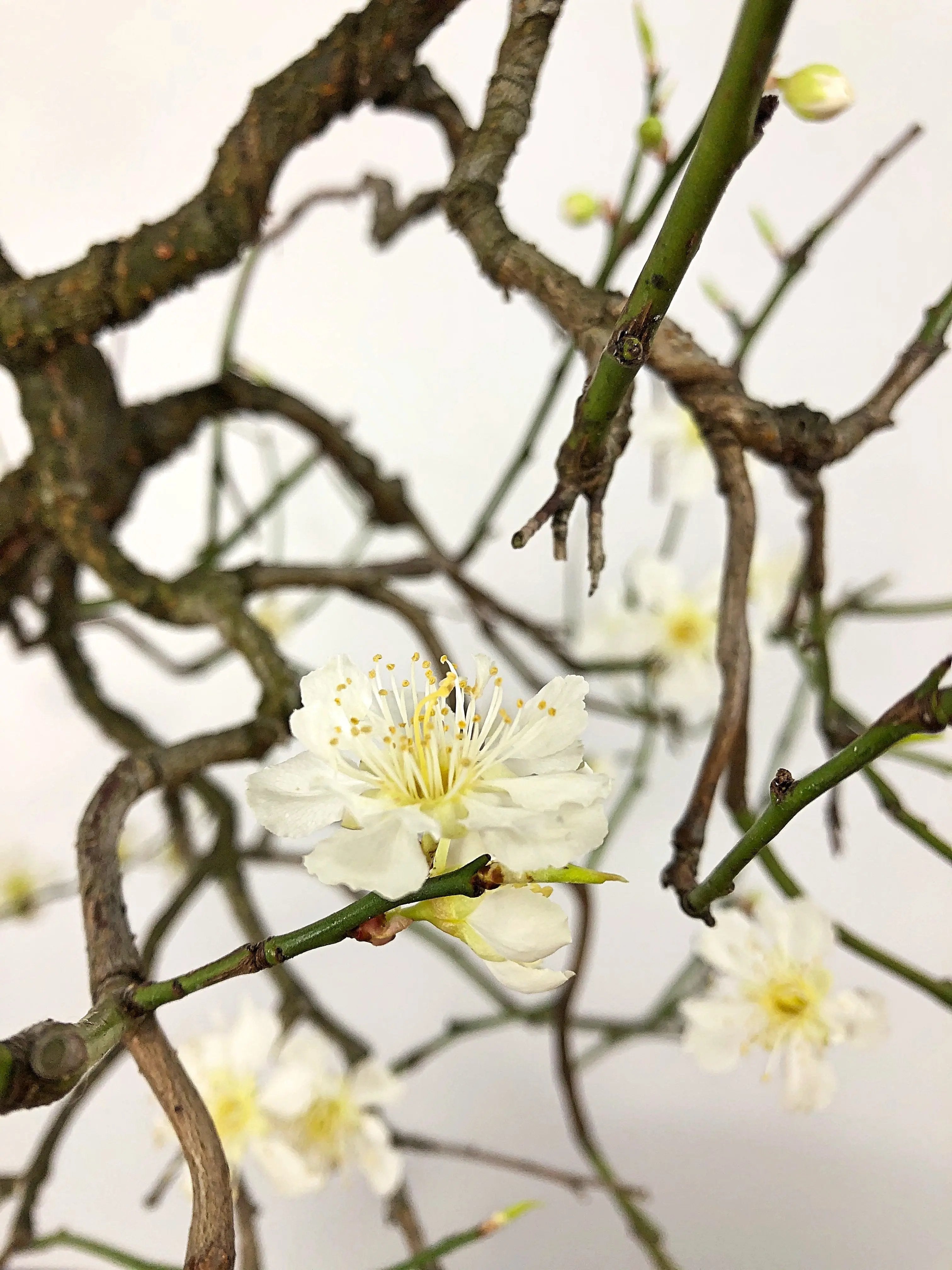 Prunus mume #4 'Yabai' Canada Bonsai