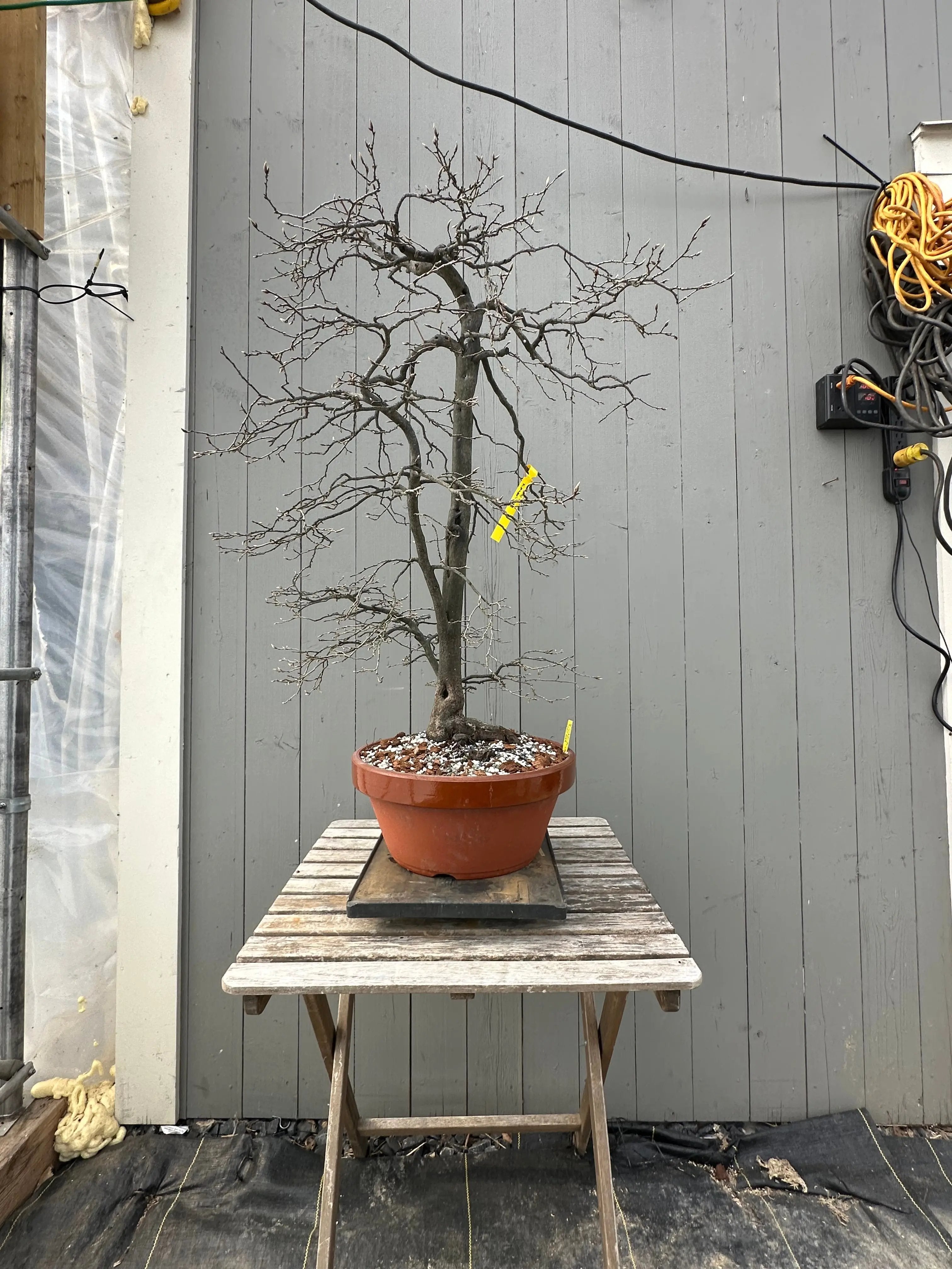 Diospyros rhombifolia #29 'Kimamori' Canada Bonsai