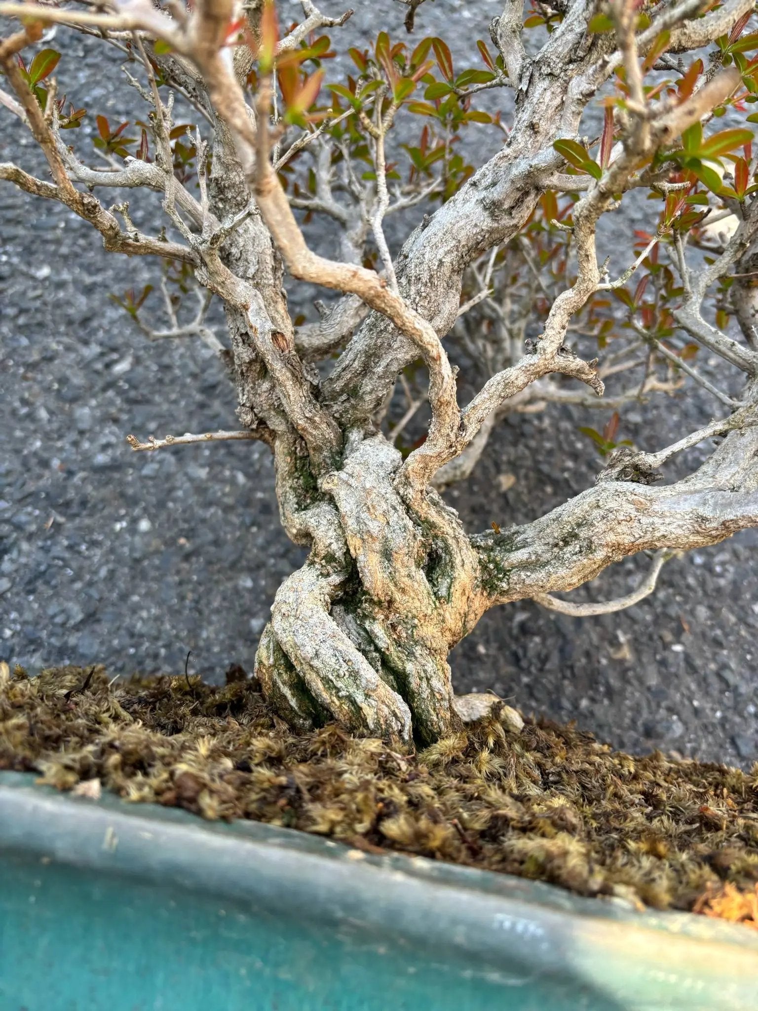 Punica granatum Canada Bonsai