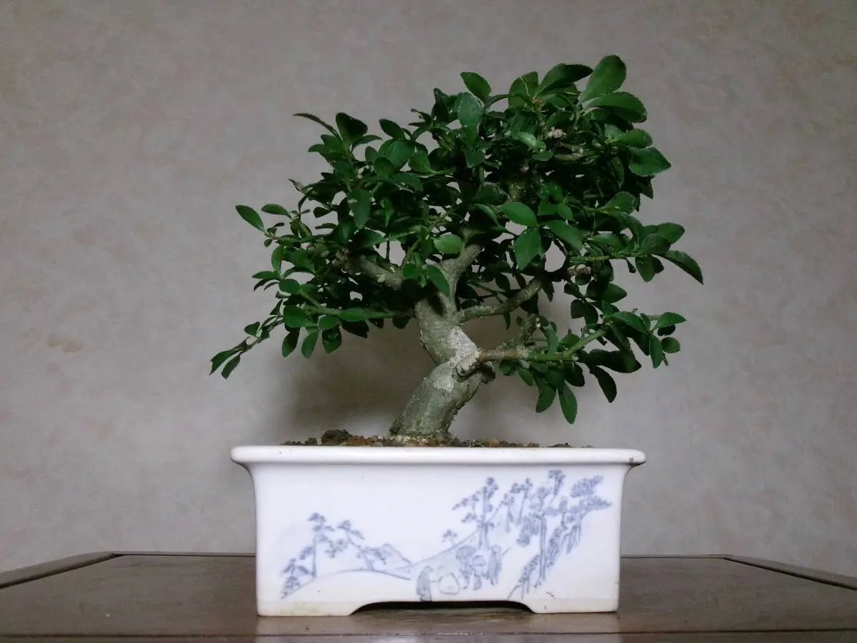 Euonymus Canada Bonsai