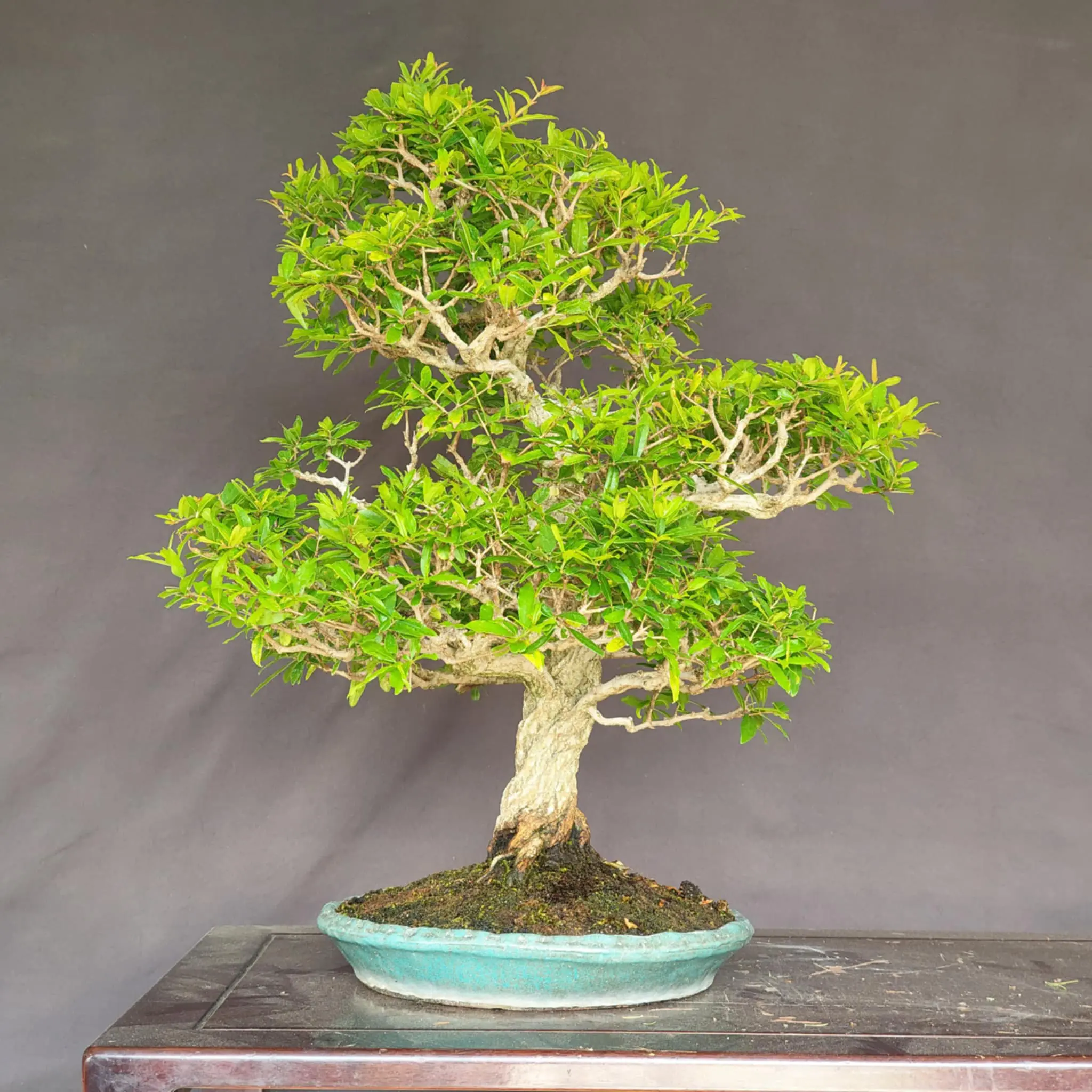 Punica granatum (Kouka-en) Canada Bonsai