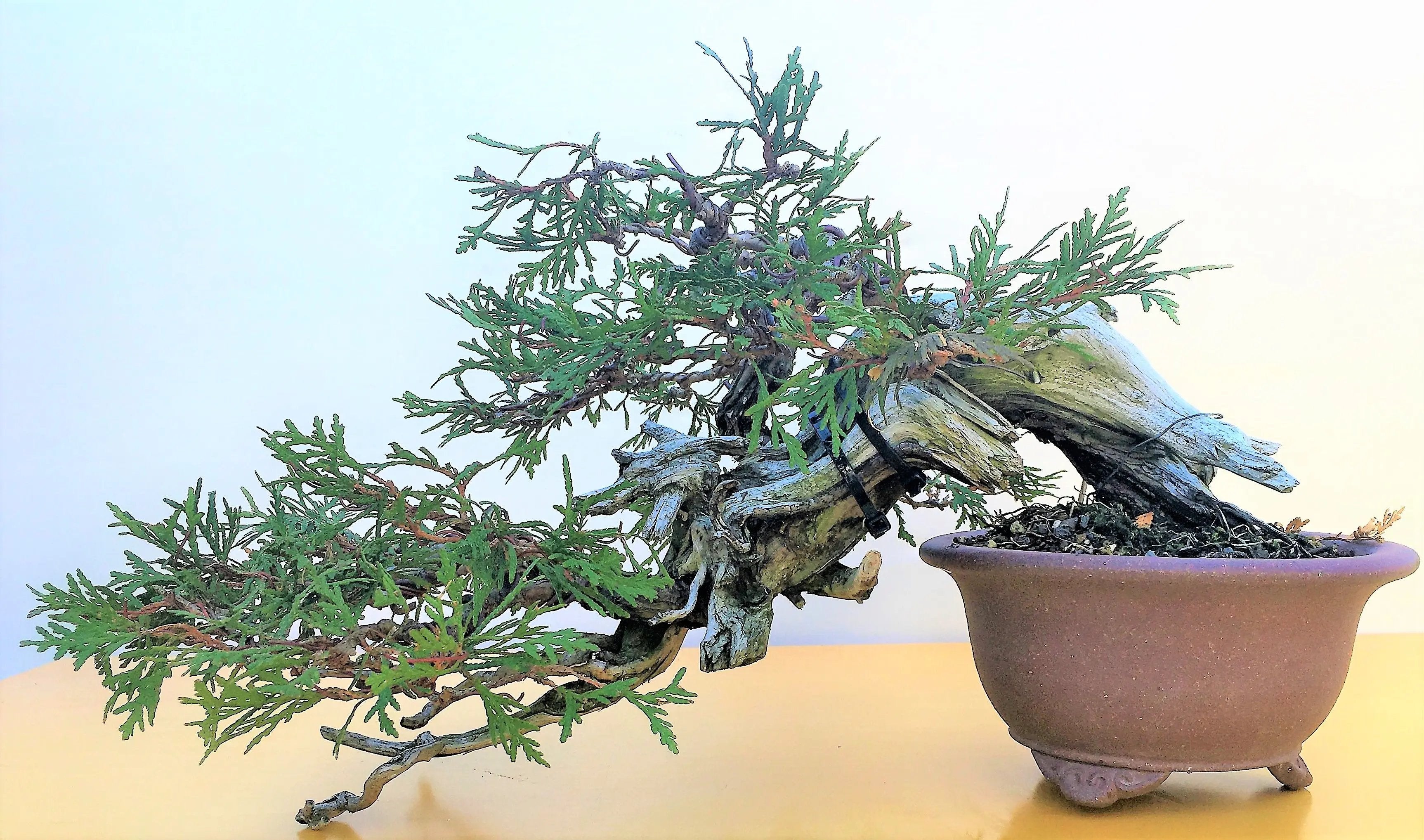 Thuya occidentalis Canada Bonsai