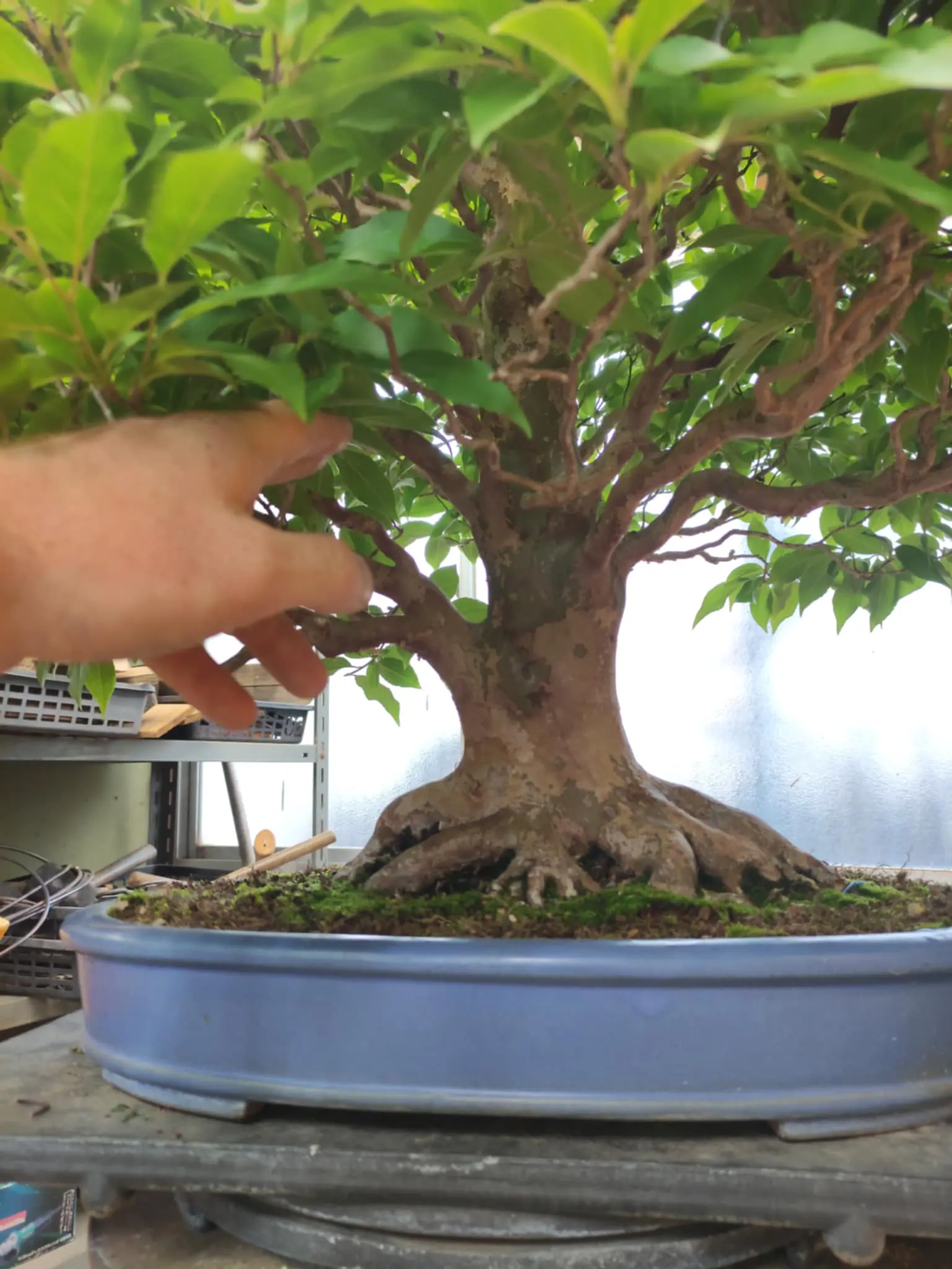 Stewartia monadelpha Canada Bonsai