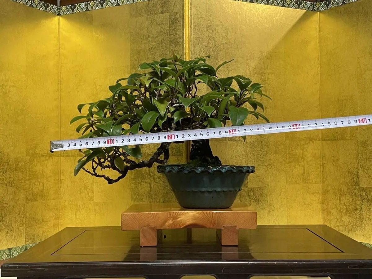 Kadsura japonica Canada Bonsai