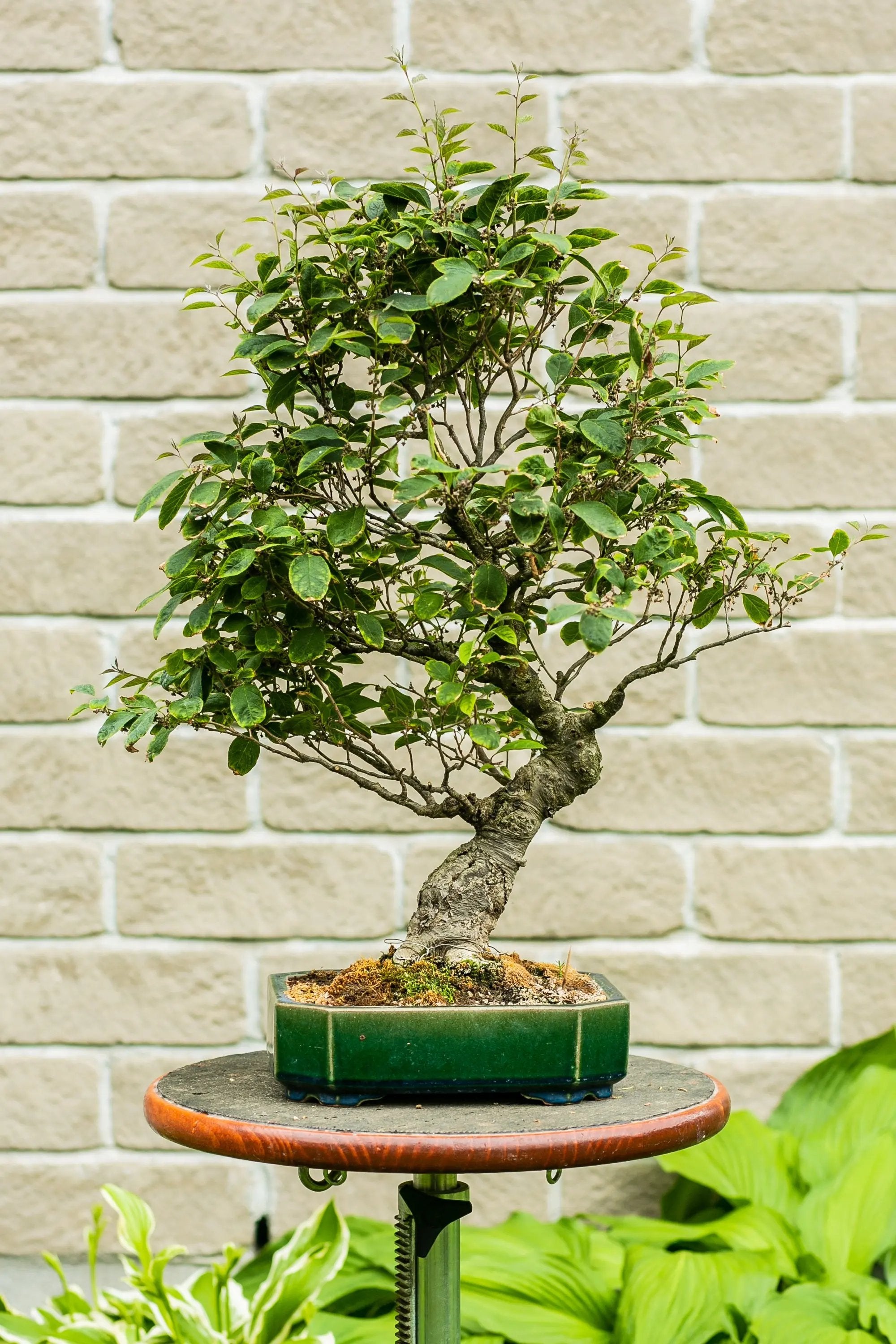 ilex serrata bonsai Ilex serrata