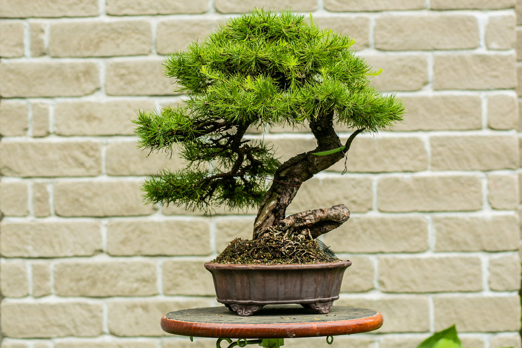 Larix Laricina Canada Bonsai Larix Laricina Canada Bonsai