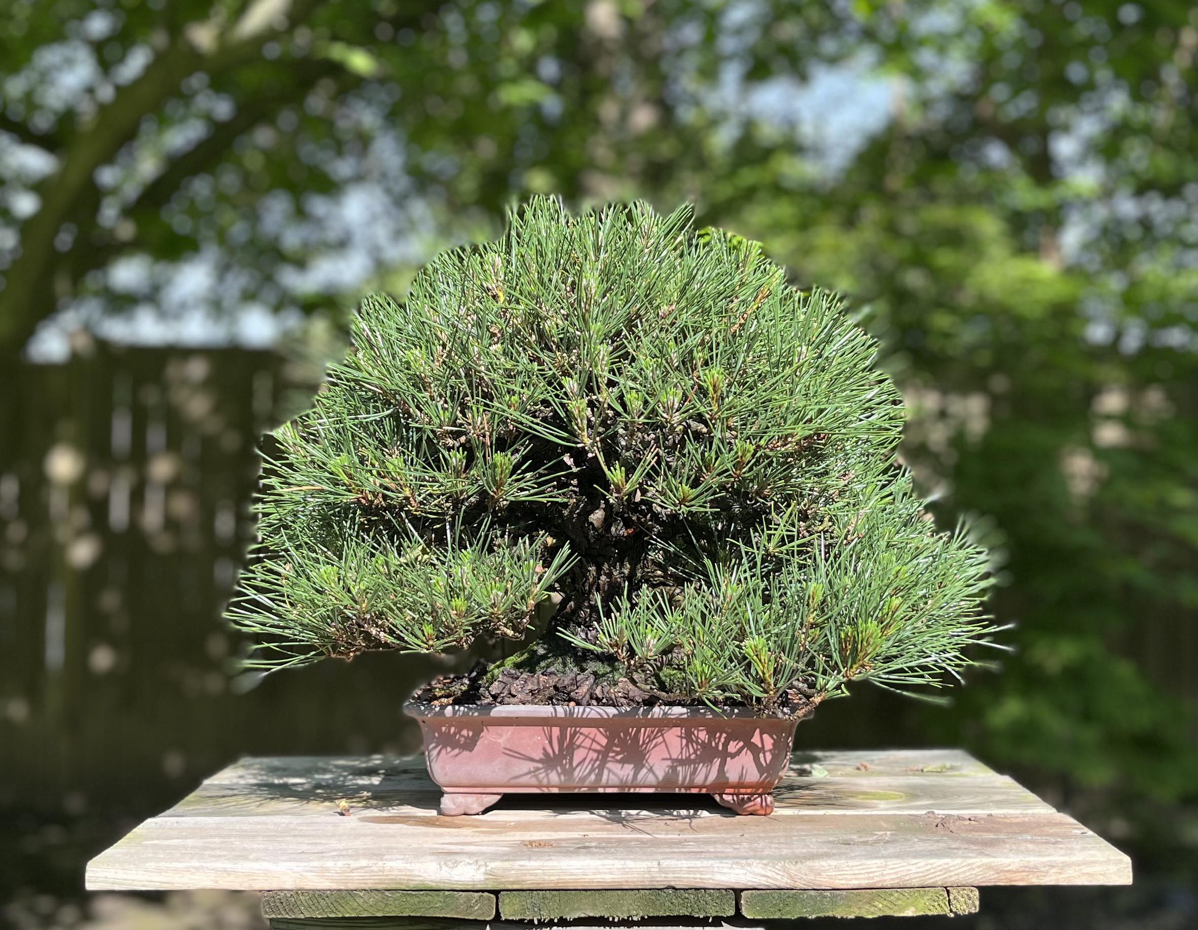 Pinus thunbergii
