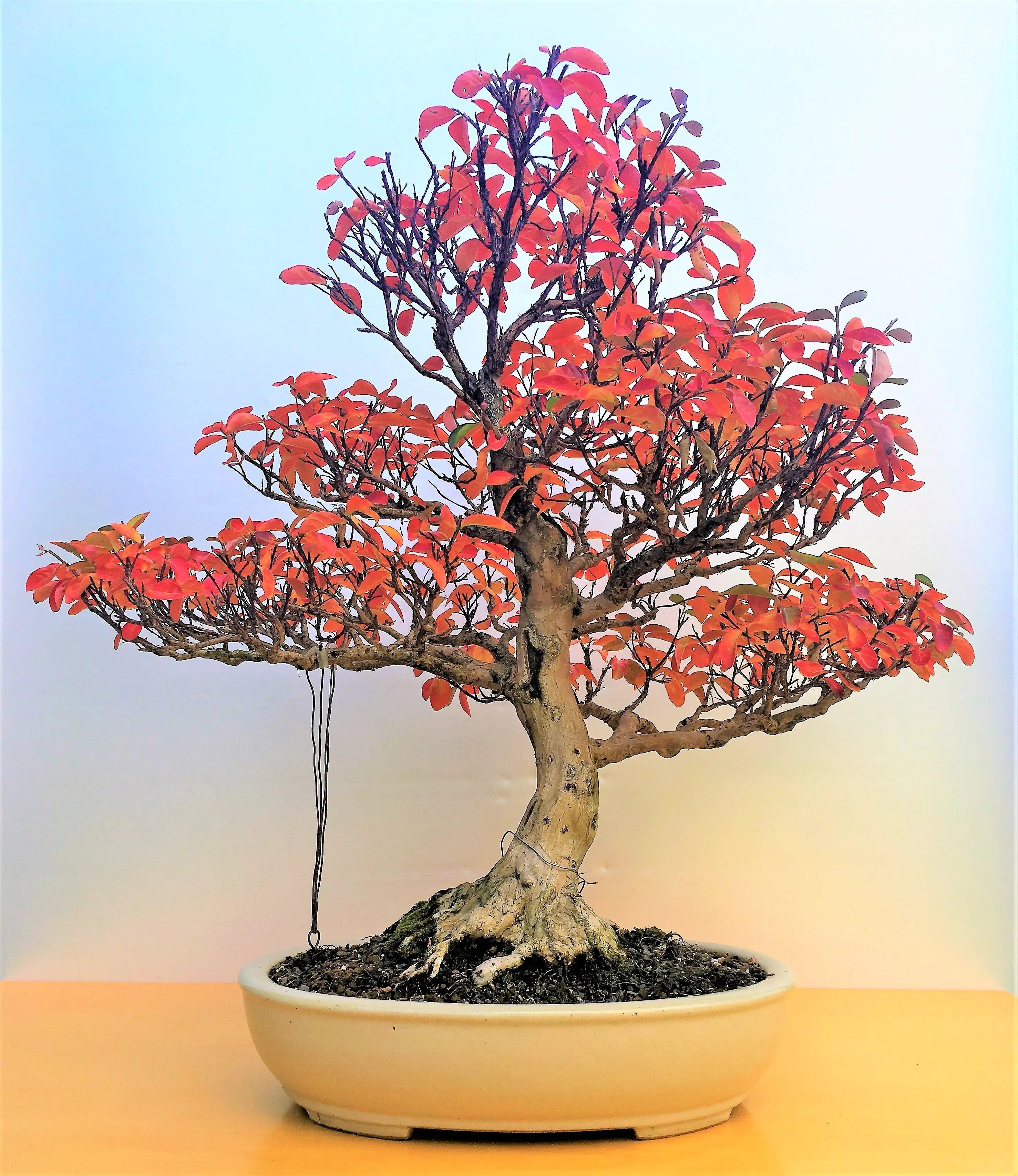 Lagerstroemia indica Canada Bonsai