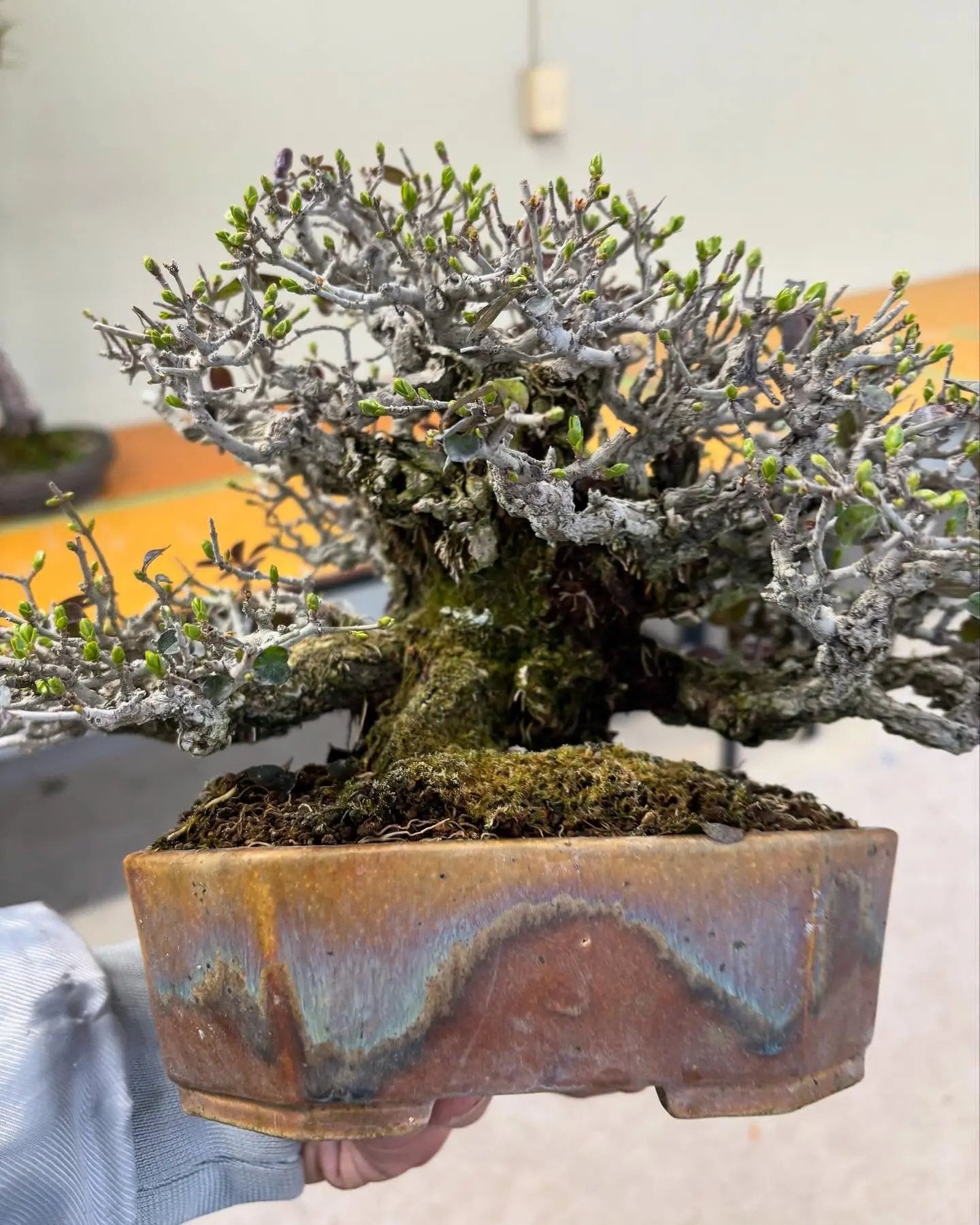 Ligustrum Arakawa *See note* Canada Bonsai
