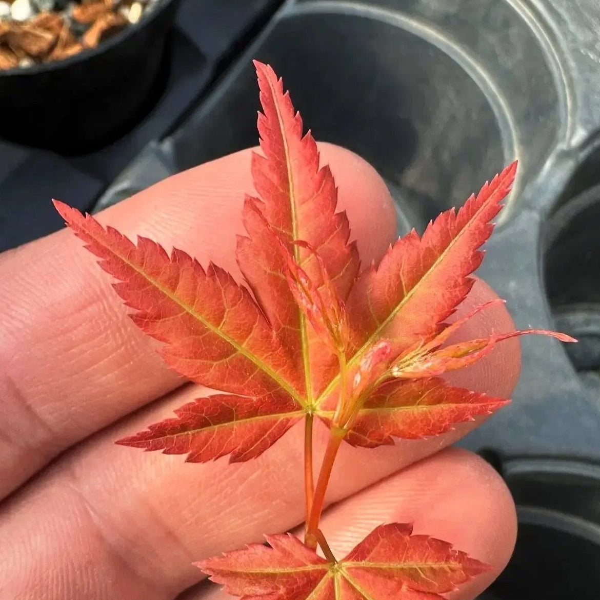 Acer palmatum 'Beni Chidori' (2025)