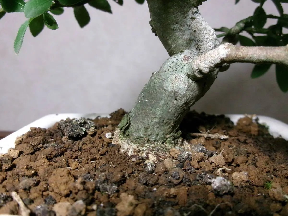 Euonymus Canada Bonsai