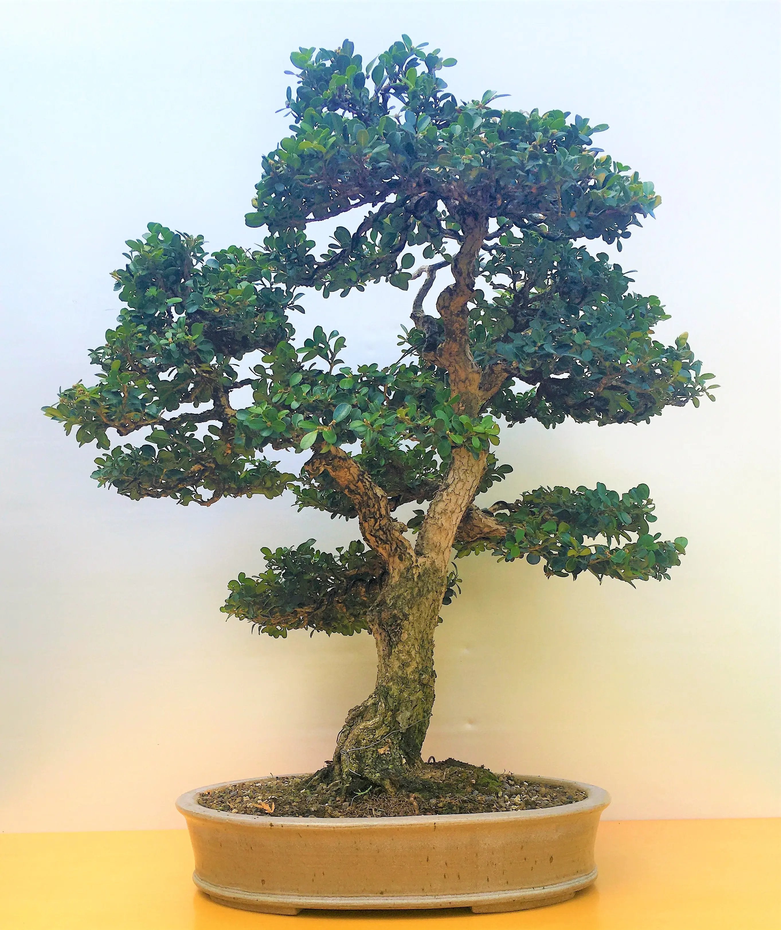 Buxus Canada Bonsai