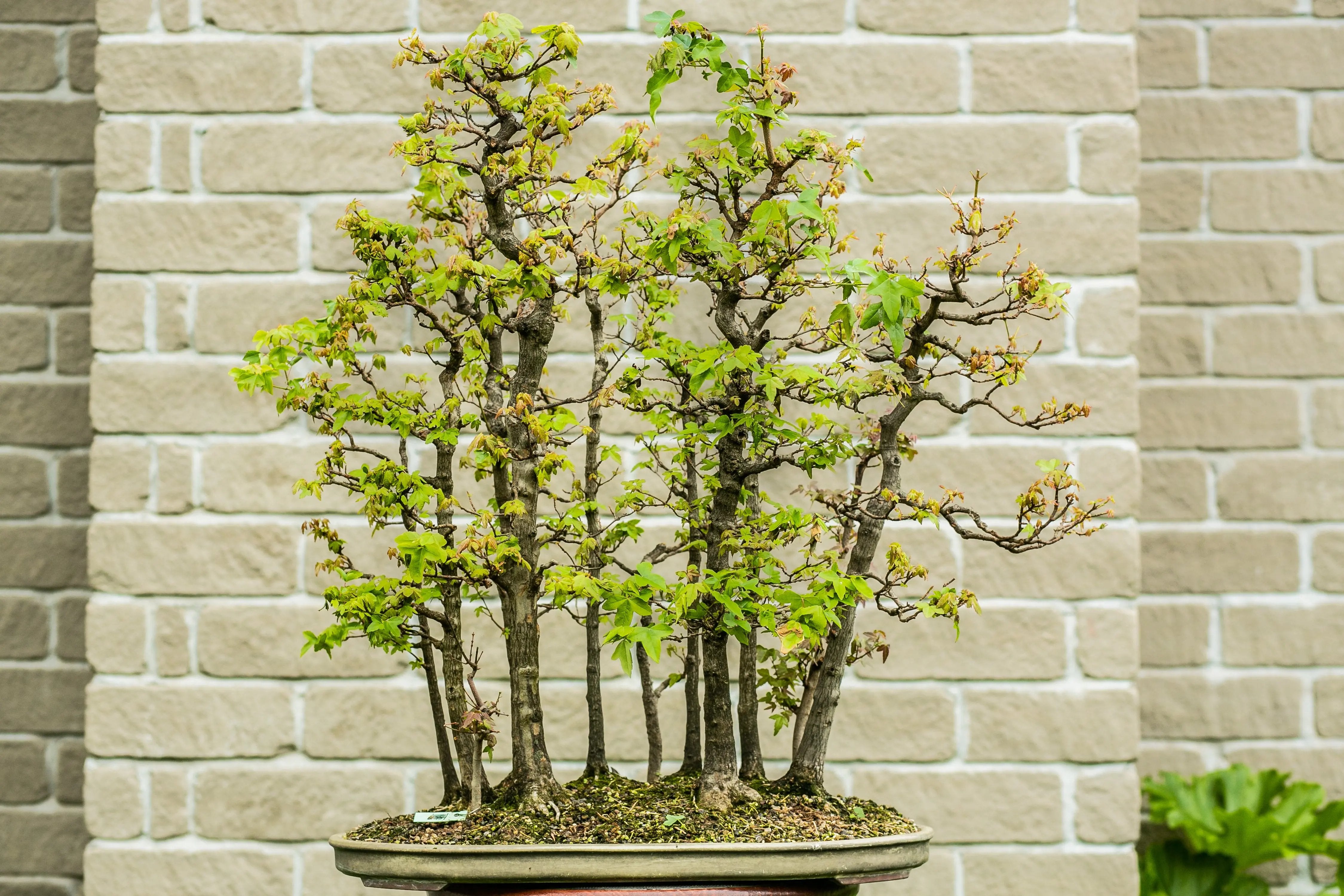 Acer buergerianum Canada Bonsai