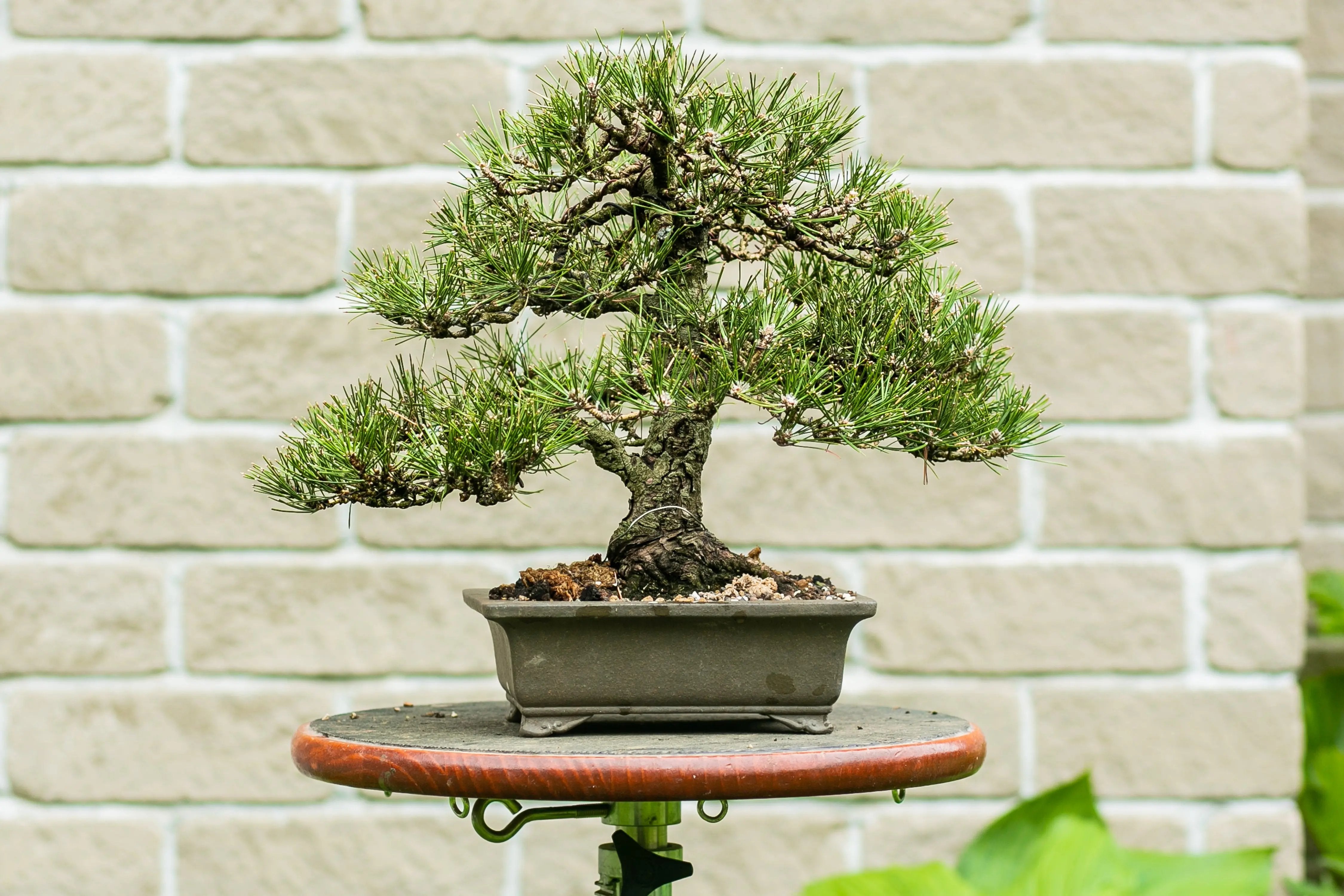 Pinus thunbergii Canada Bonsai