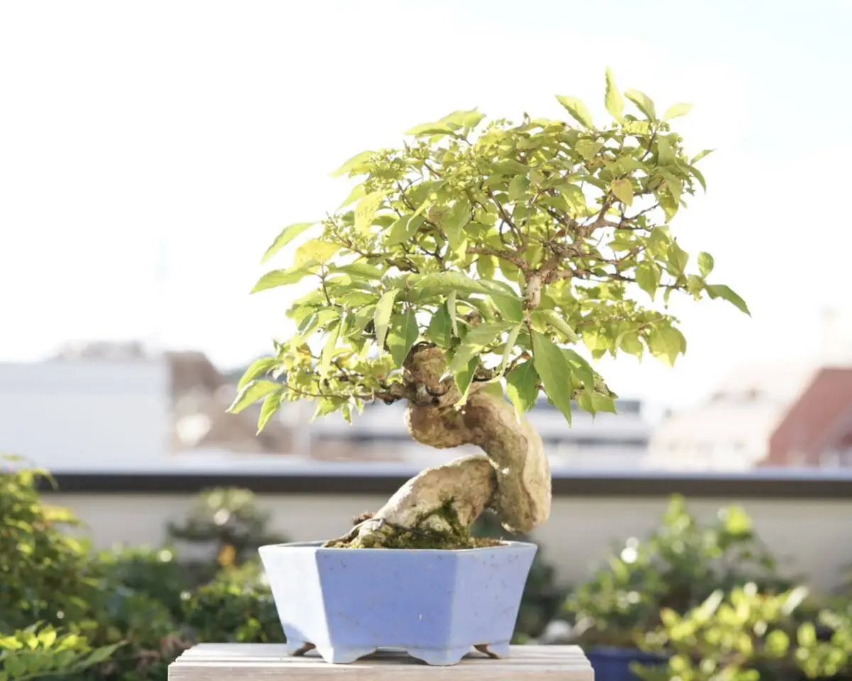 Callicarpa japonica Canada Bonsai
