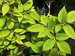 CARPINUS japonica