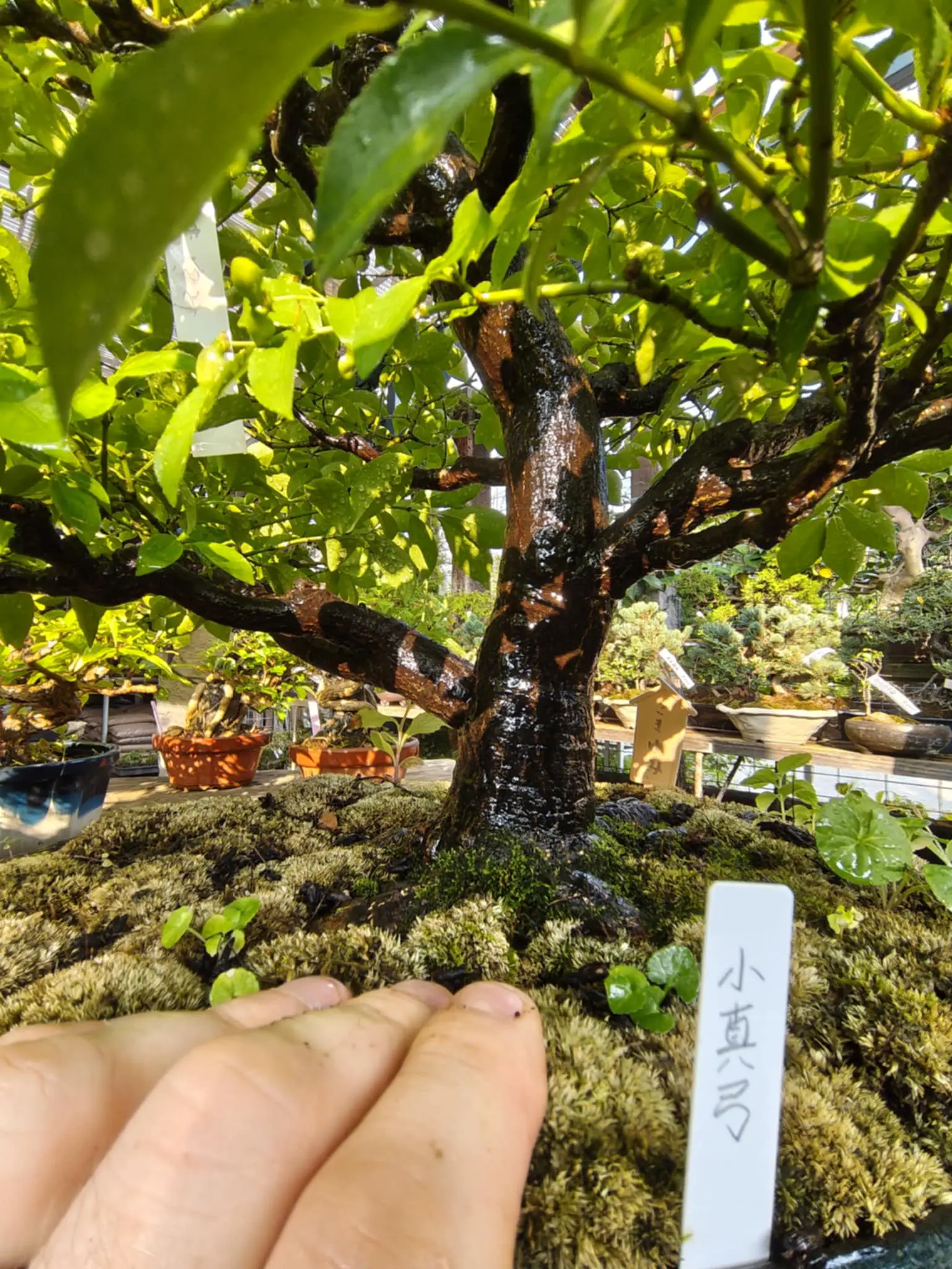 Euonymus Canada Bonsai