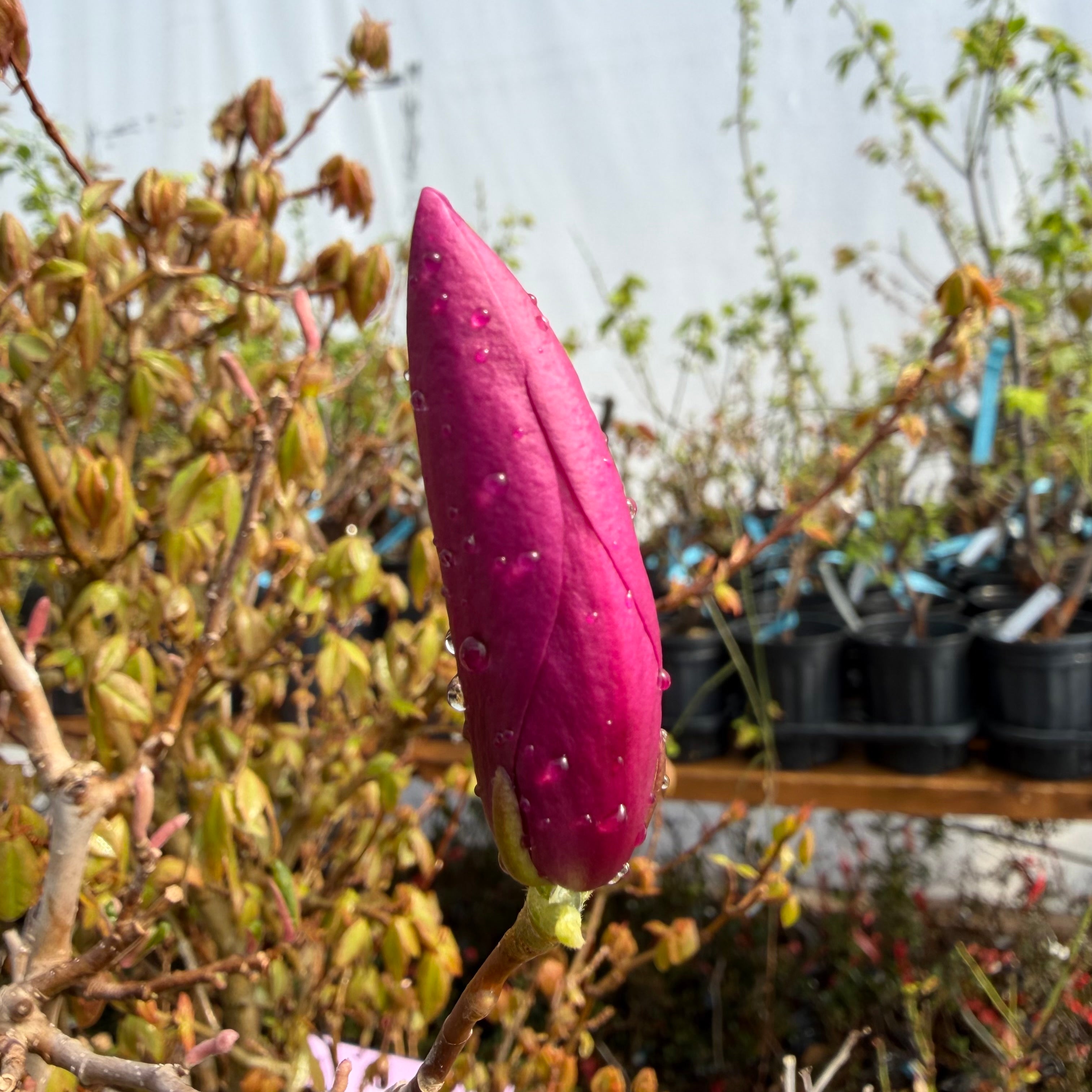 Magnolia (large; purple flower)