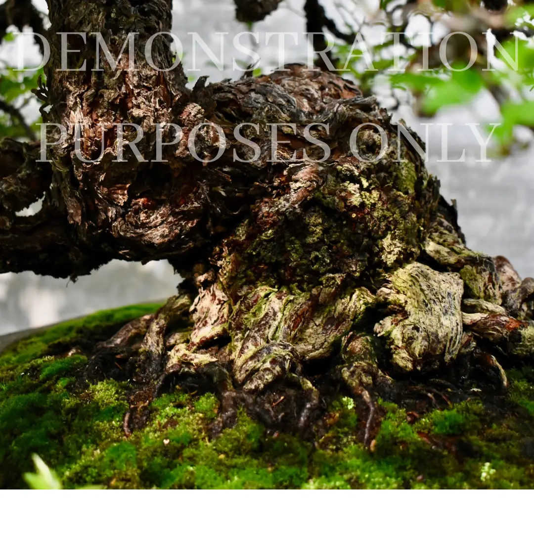 ROSE (white & pink) Canada Bonsai