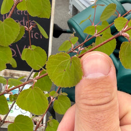 CERCIDIPHYLLUM japonicum