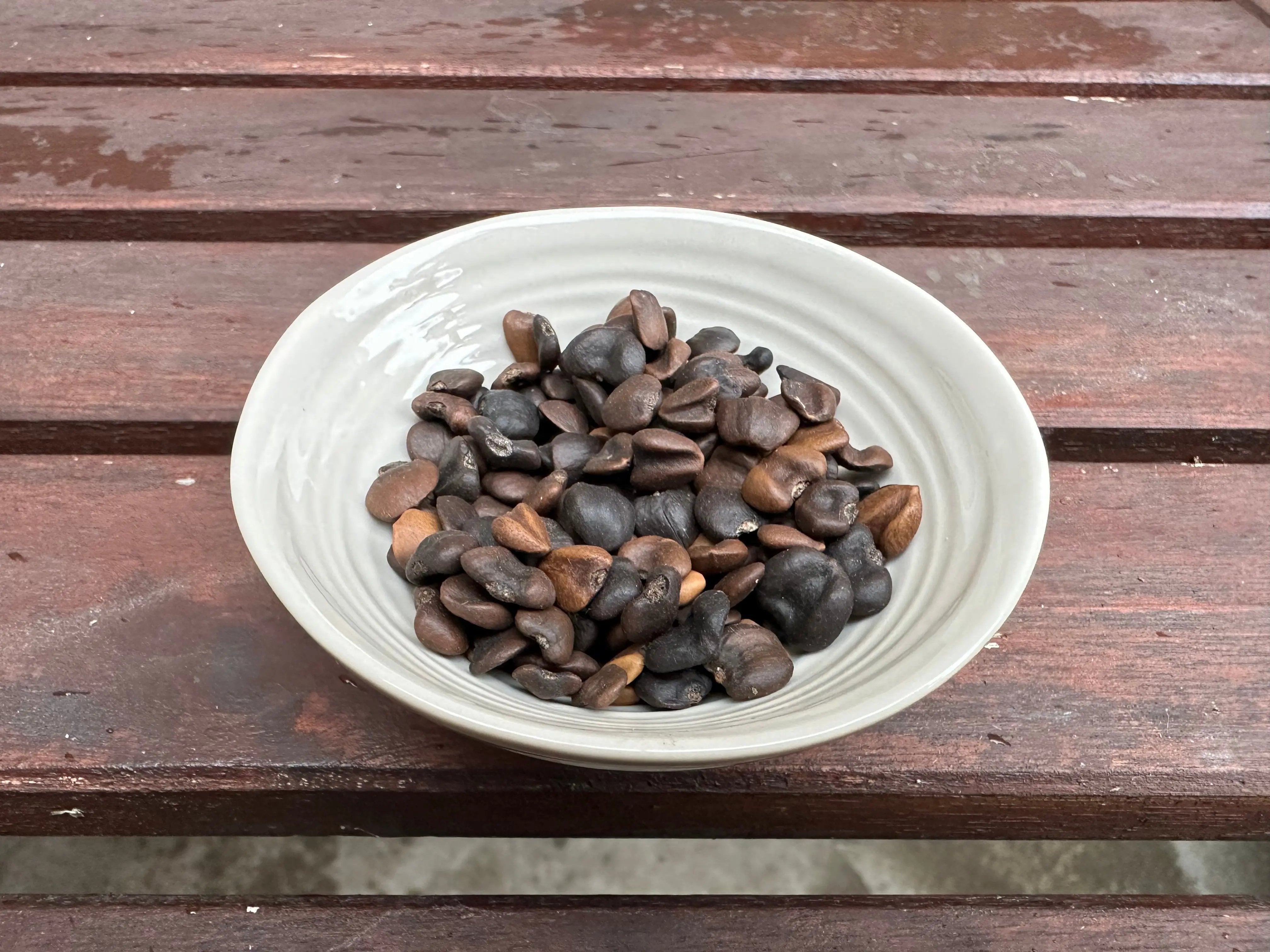 Magnolia liliiflora CB Seeds