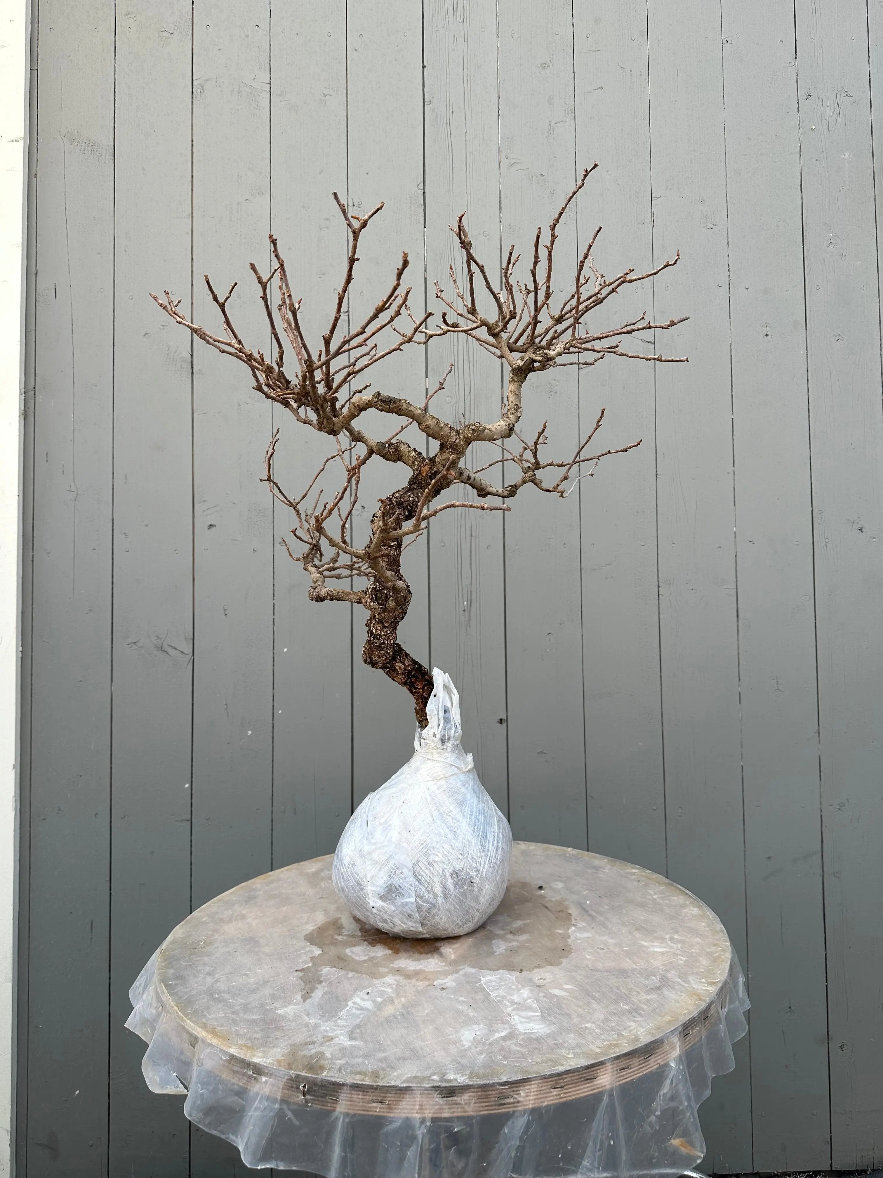 Kadsura #1 Canada Bonsai