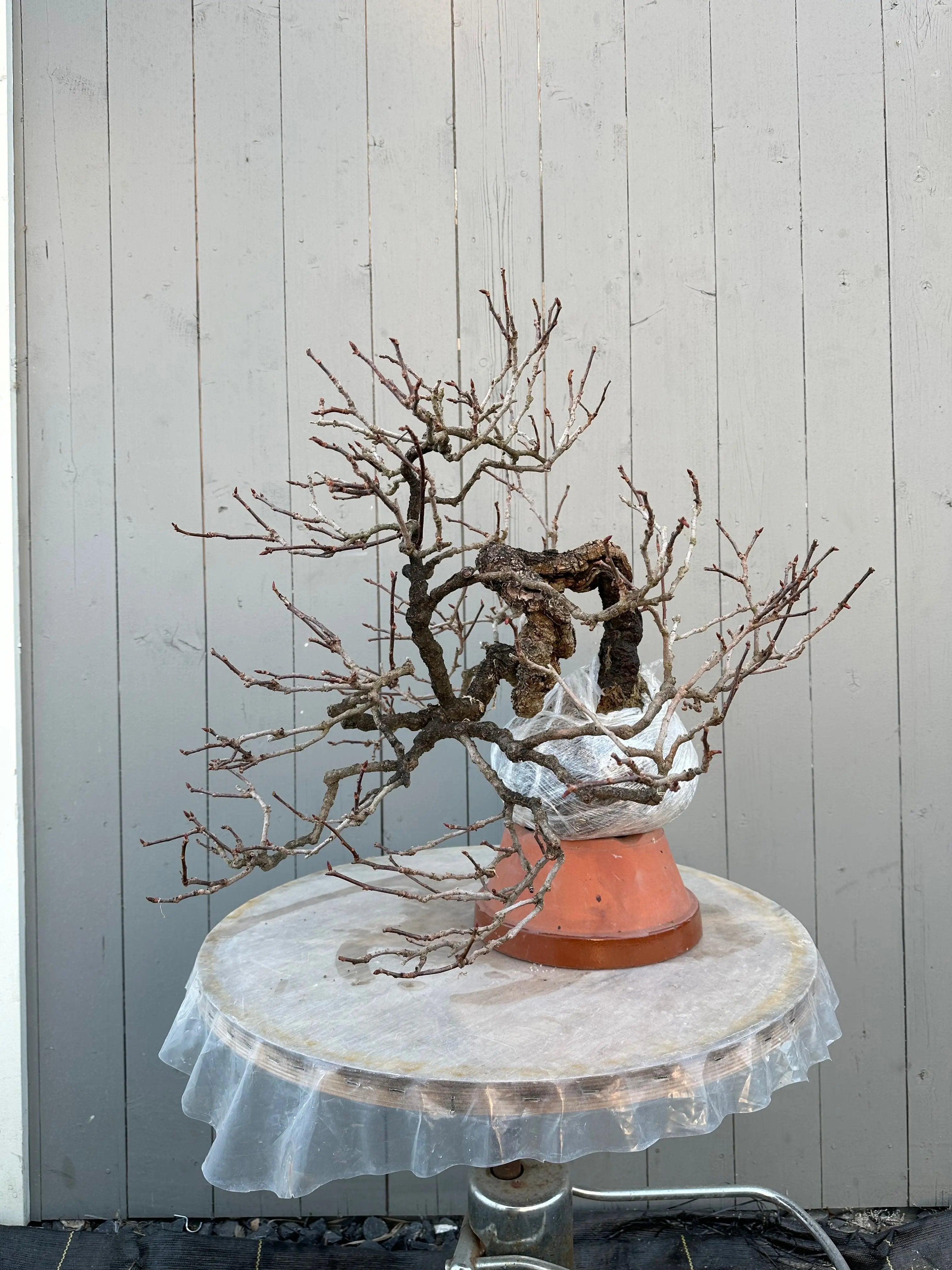 Kadsura #3 Canada Bonsai