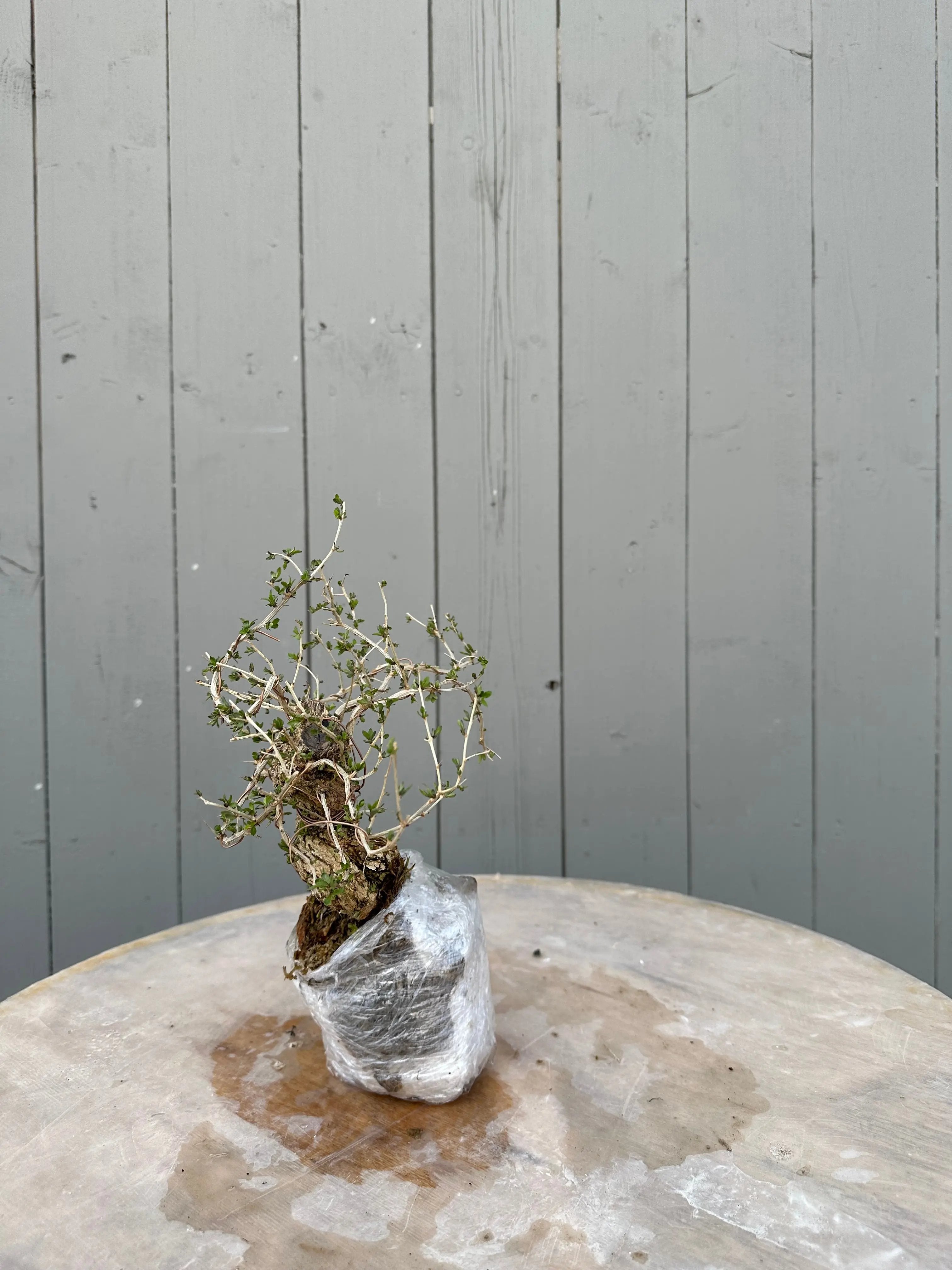 Lycium #1 Canada Bonsai