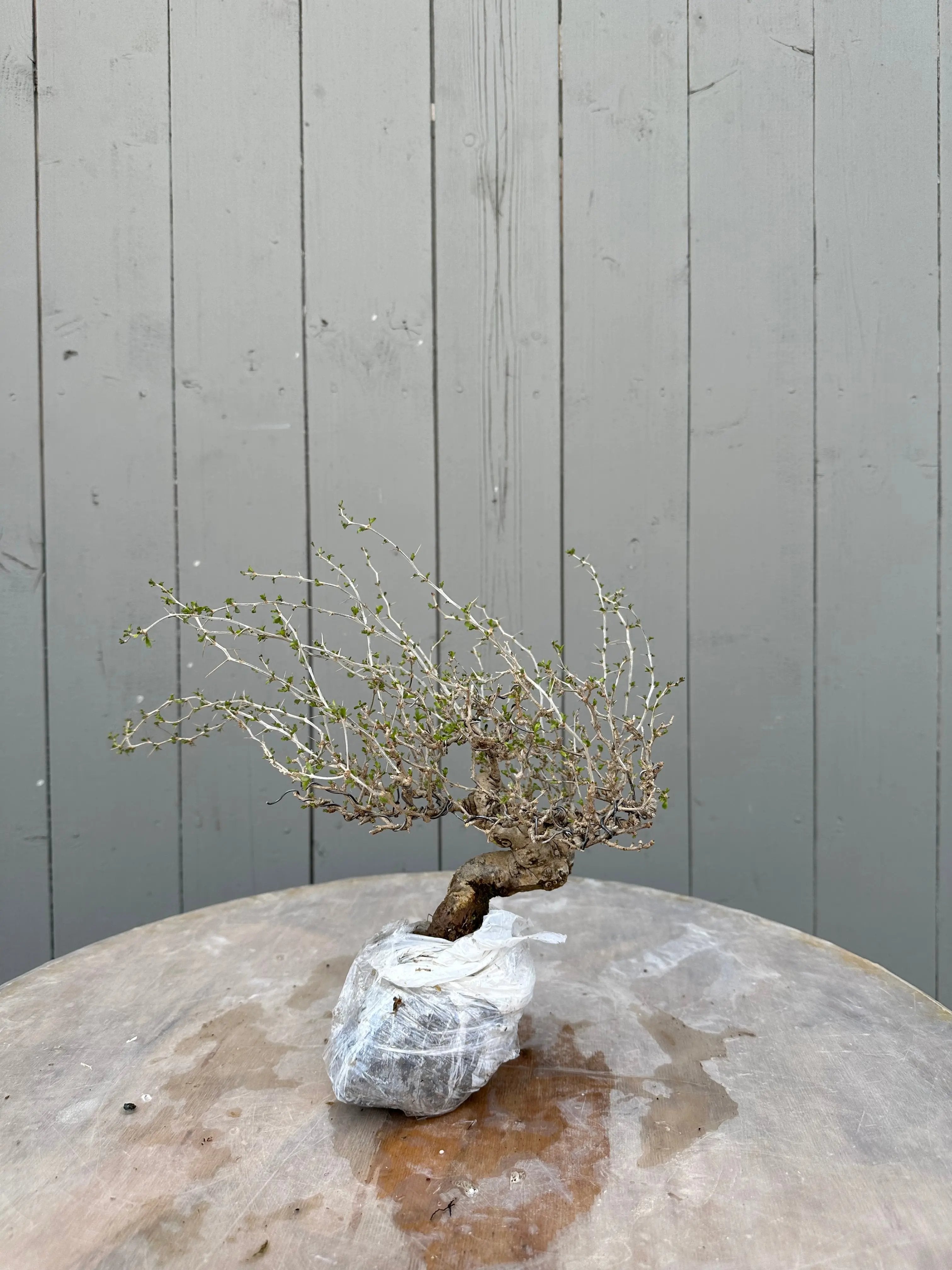 Lycium #2 Canada Bonsai