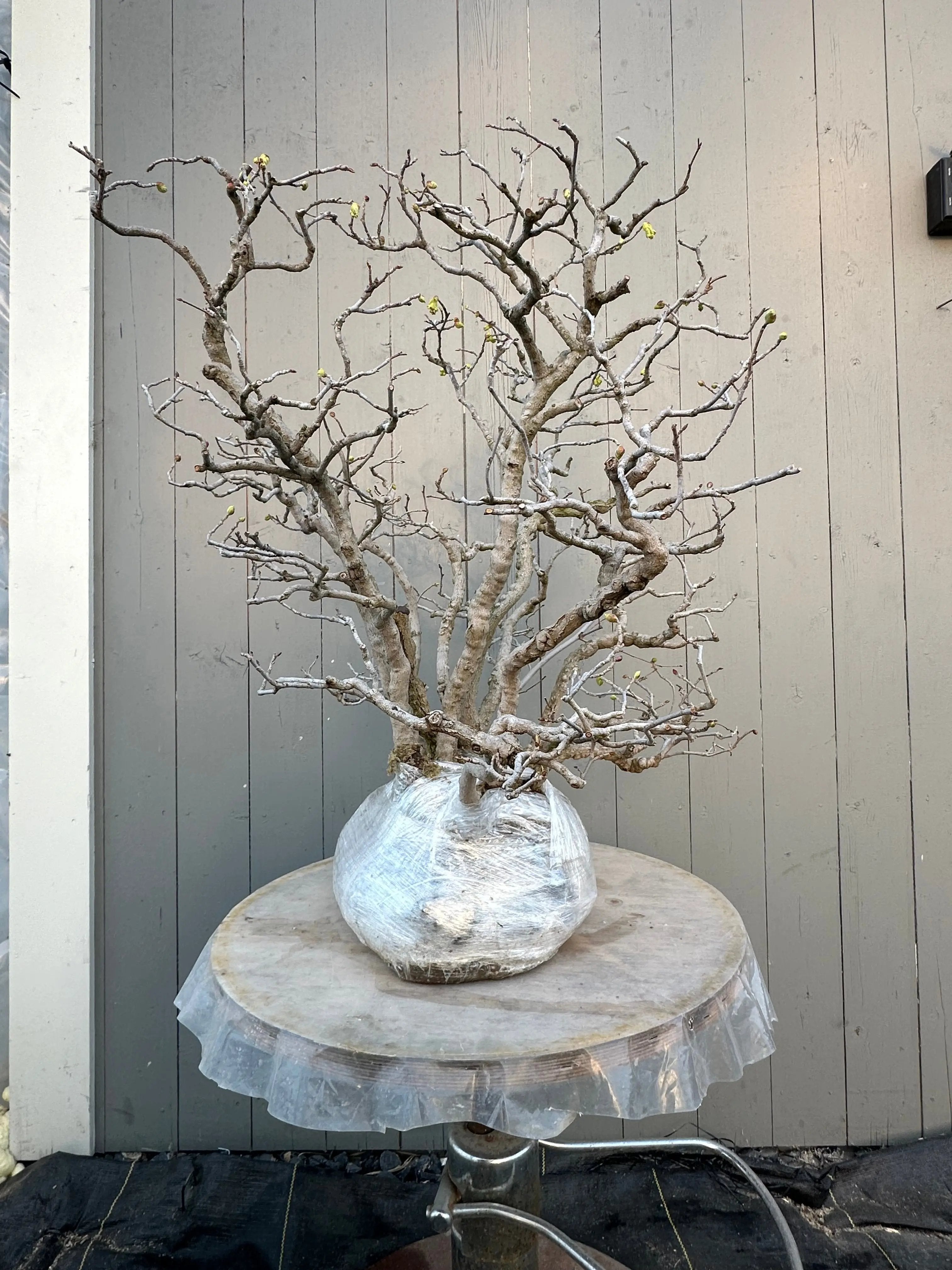 Corylopsis spicata Canada Bonsai