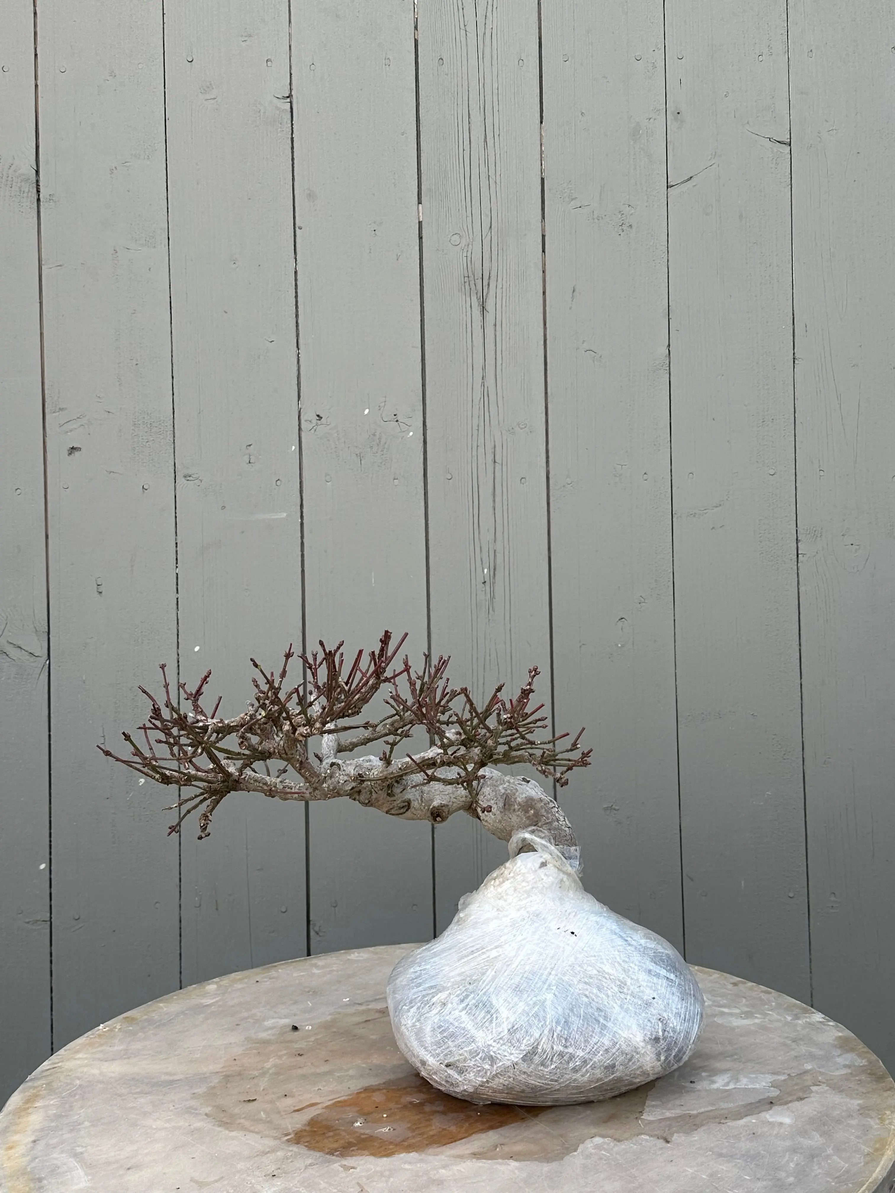 Euonymus #3 Canada Bonsai