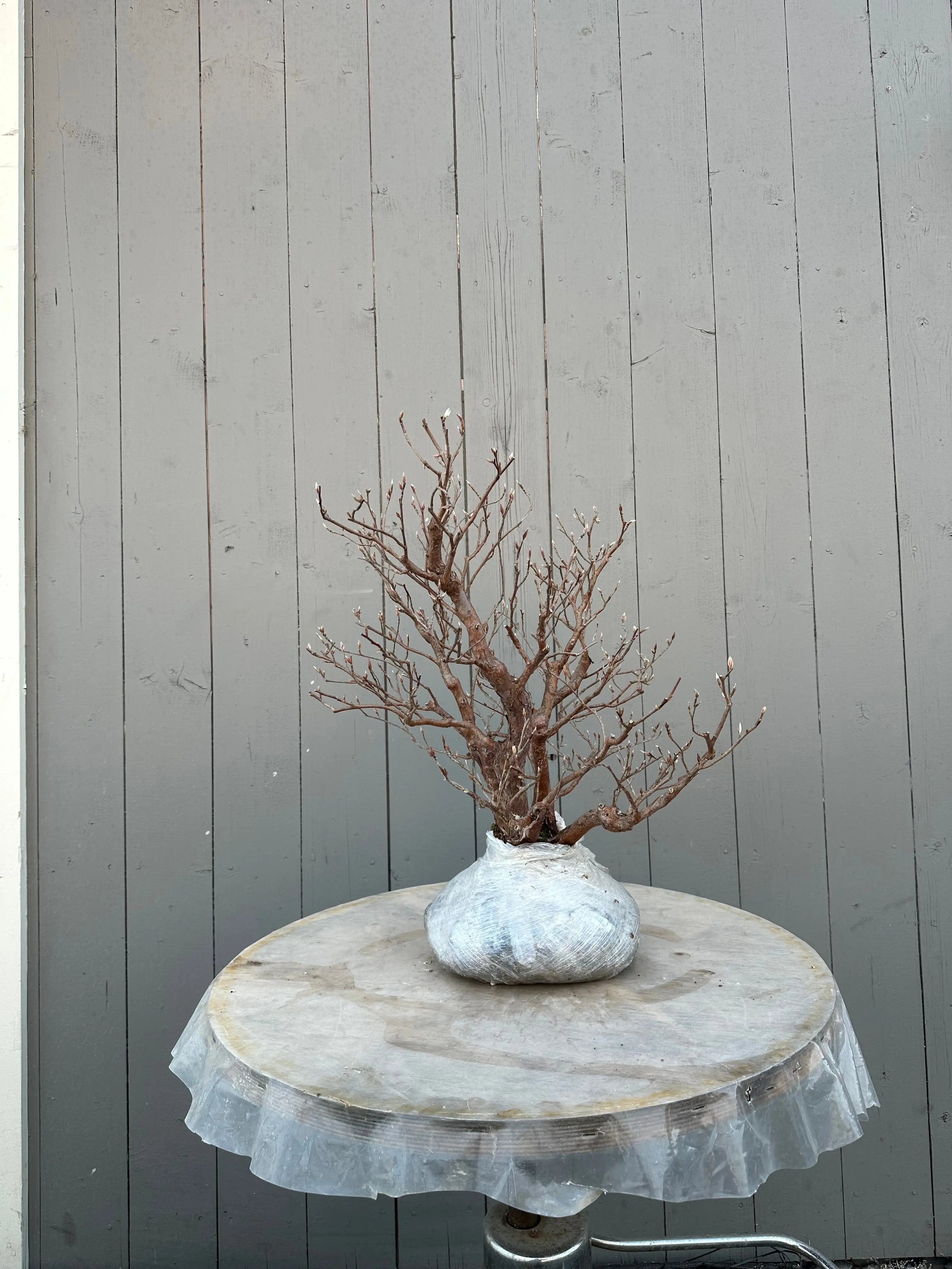 Stewartia monadelpha Canada Bonsai