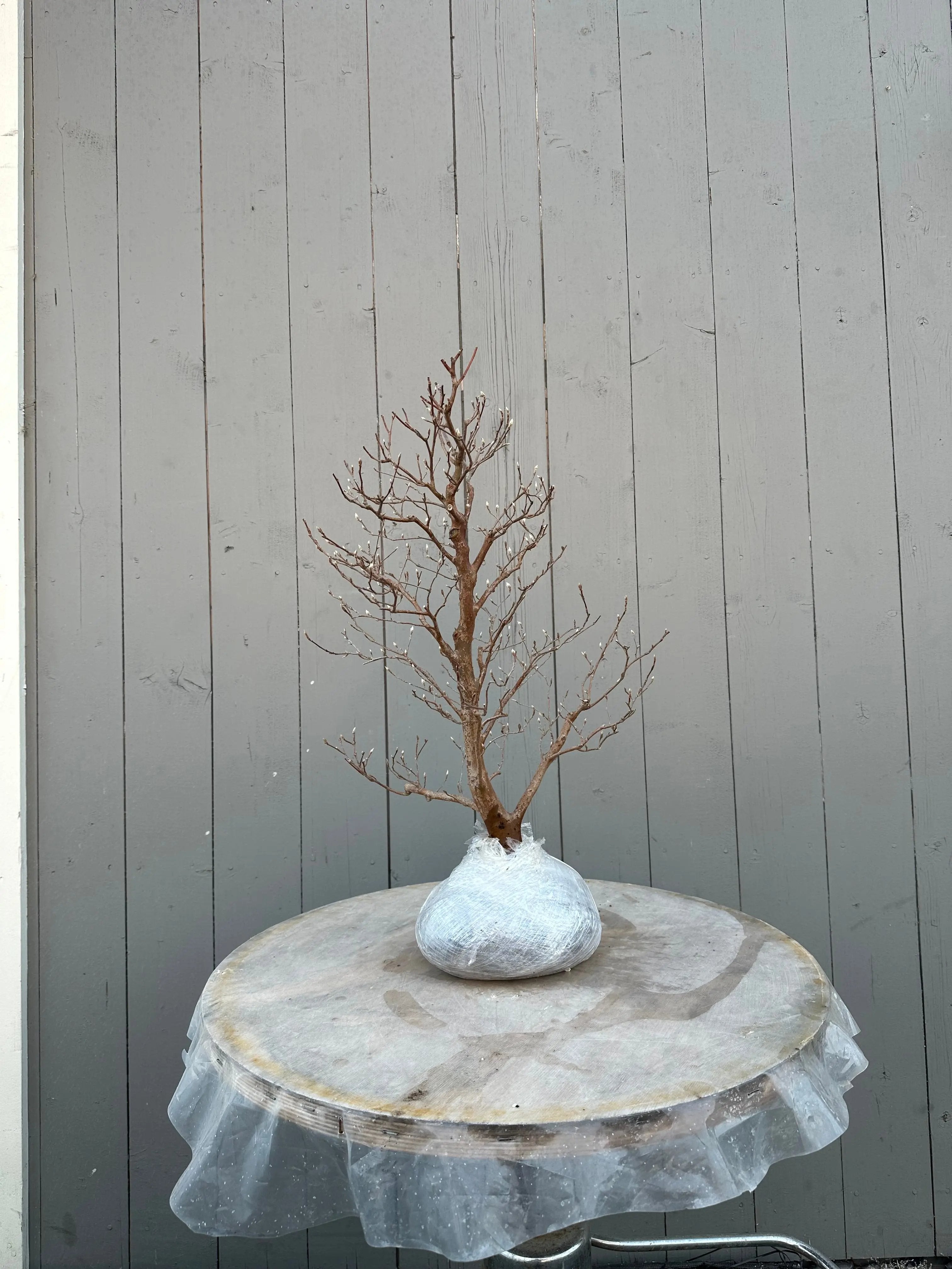 Stewartia #4 Canada Bonsai