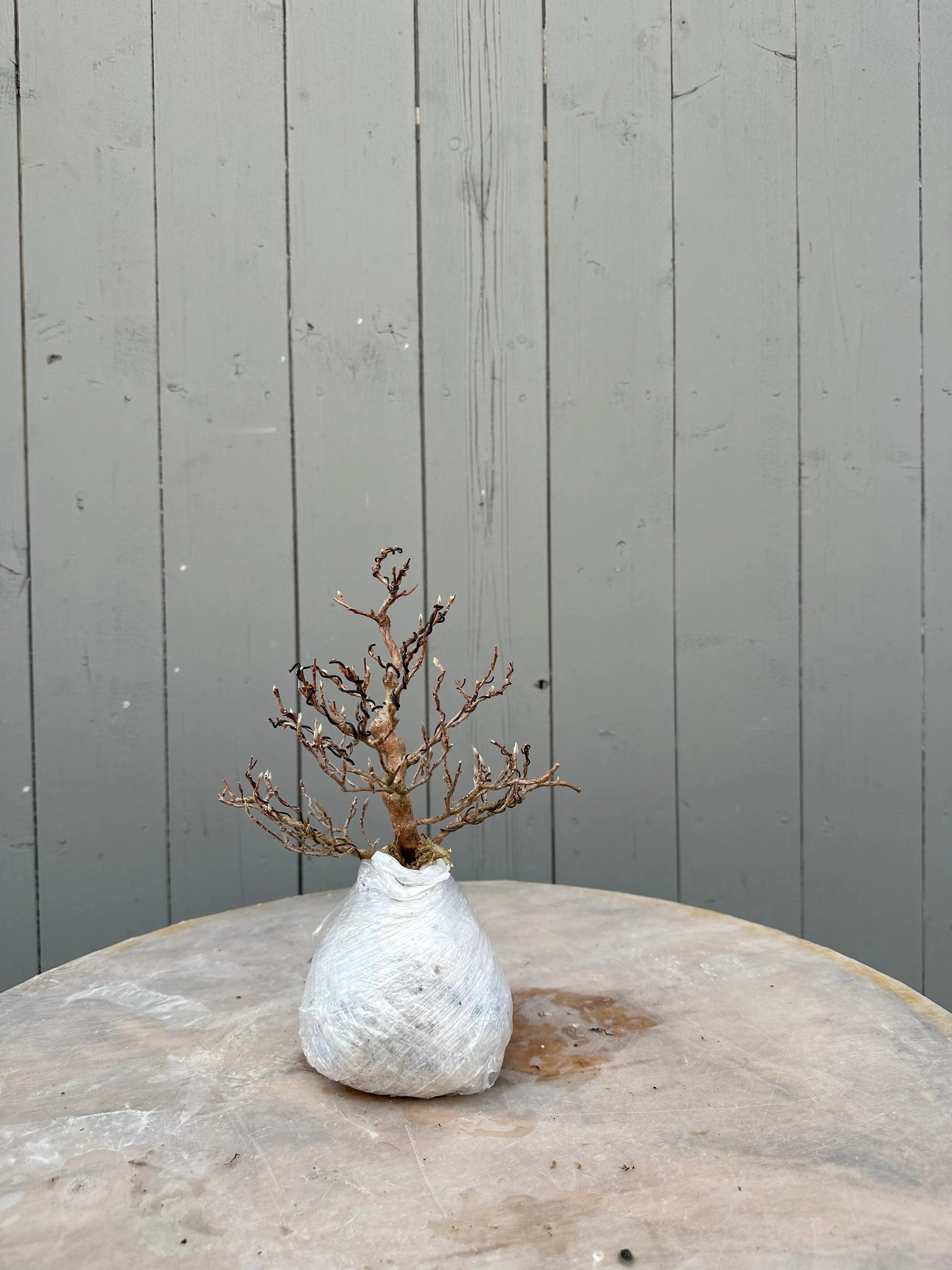 Stewartia #7 Canada Bonsai