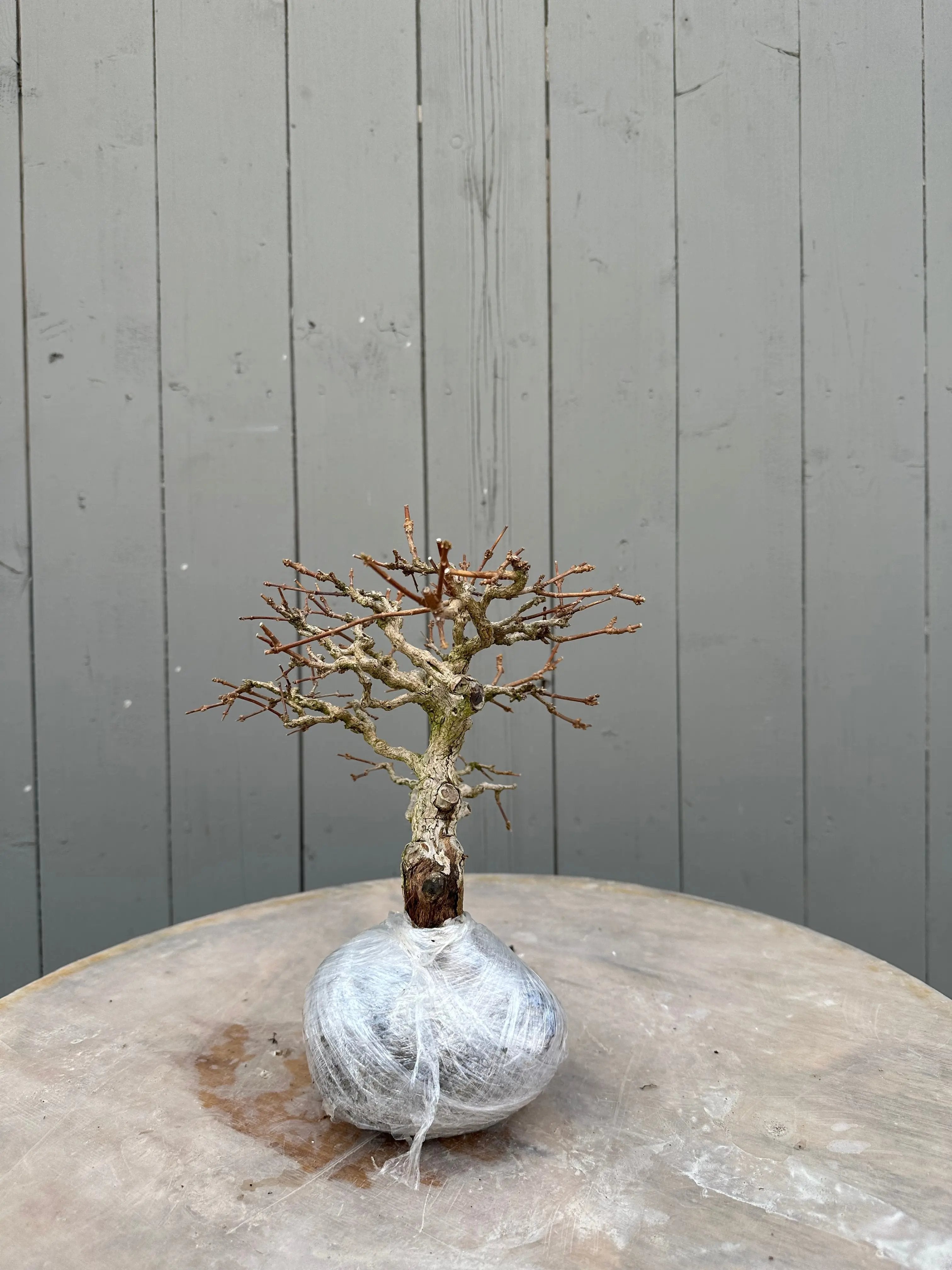 Premna japonica #4 Canada Bonsai