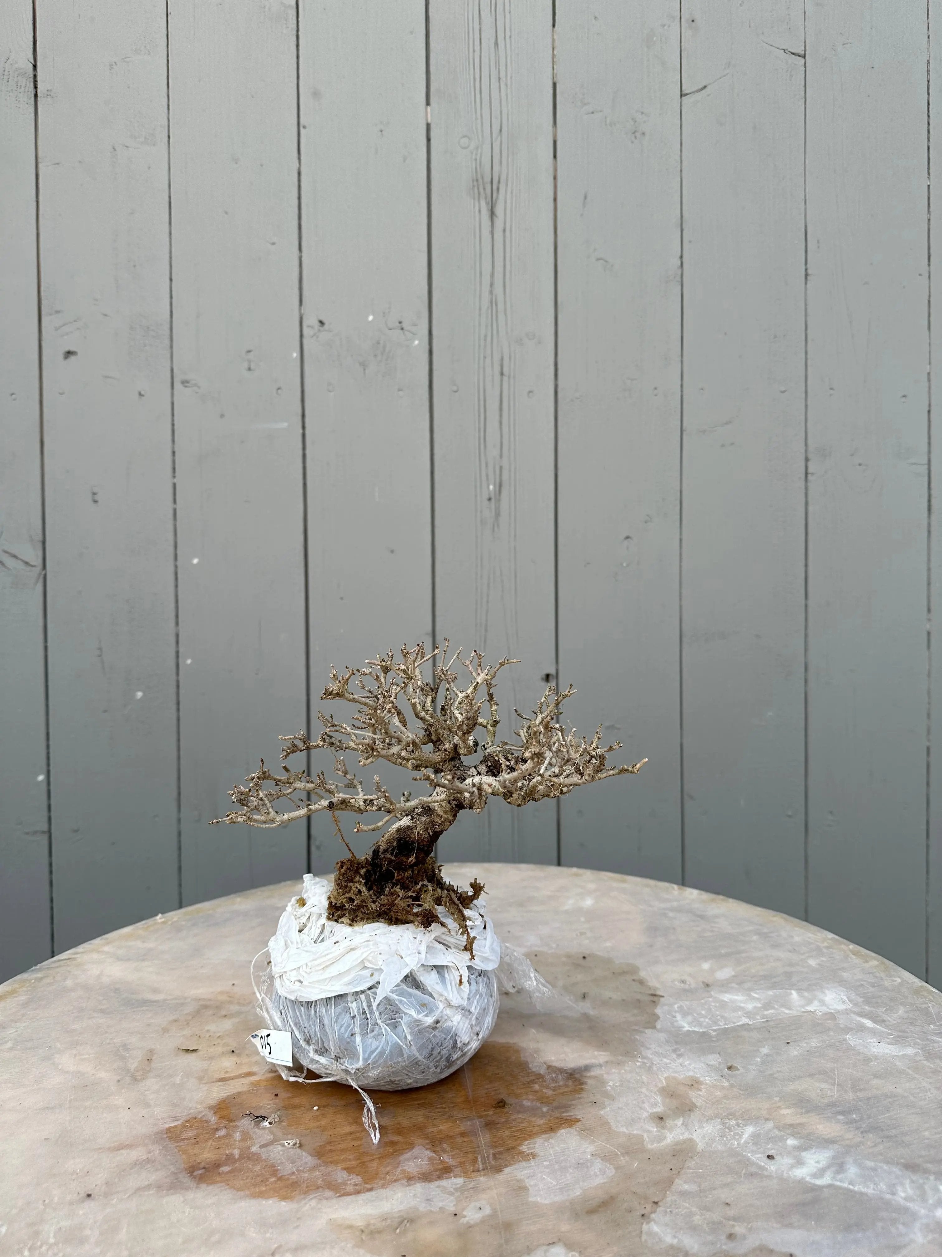 Ligustrum #1 Canada Bonsai