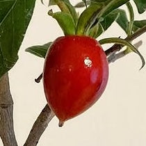 Diospyros rhombifolia (root cutting) 'Chichibu Beni'