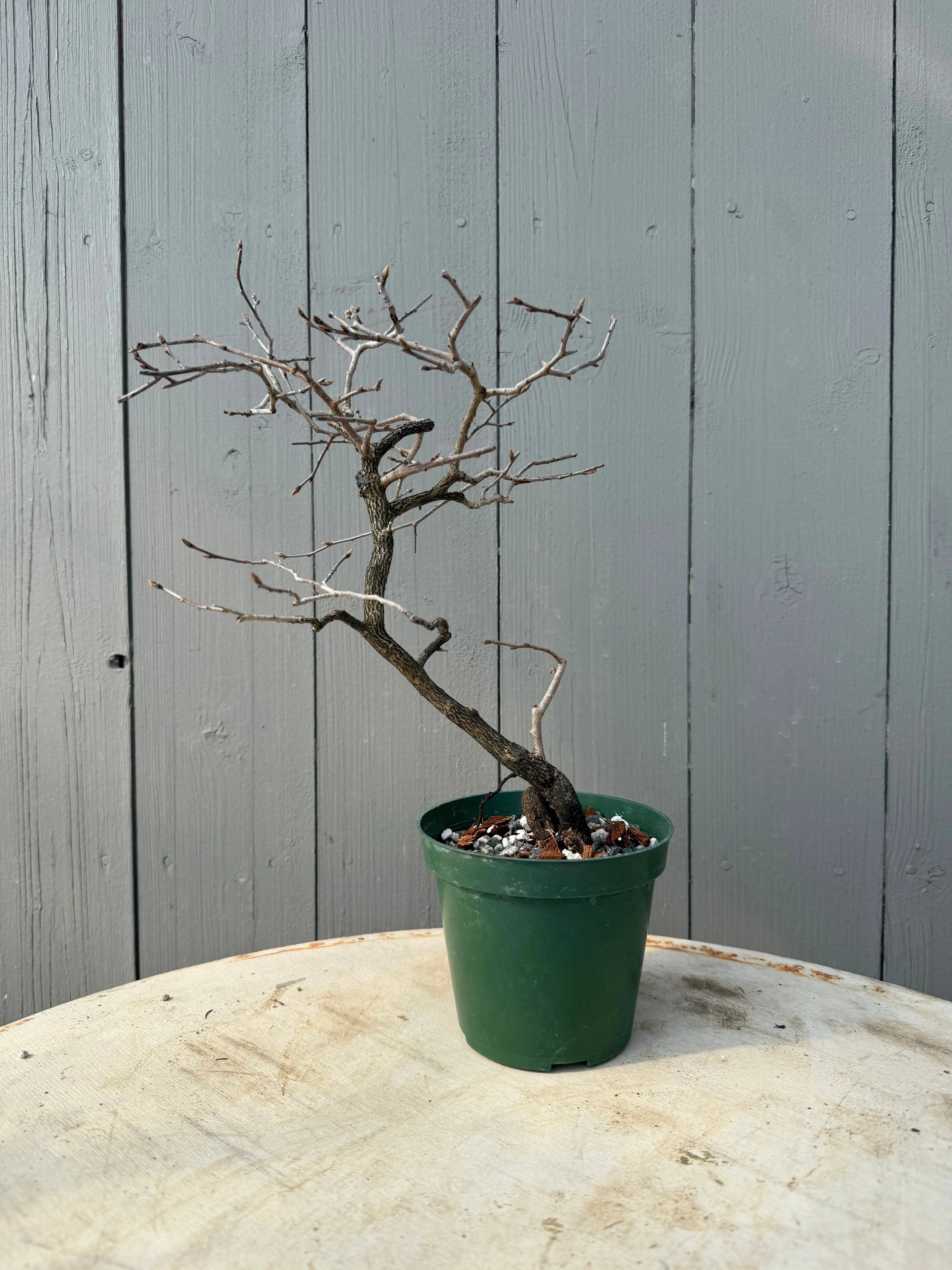 Diospyros rhombifolia Canada Bonsai