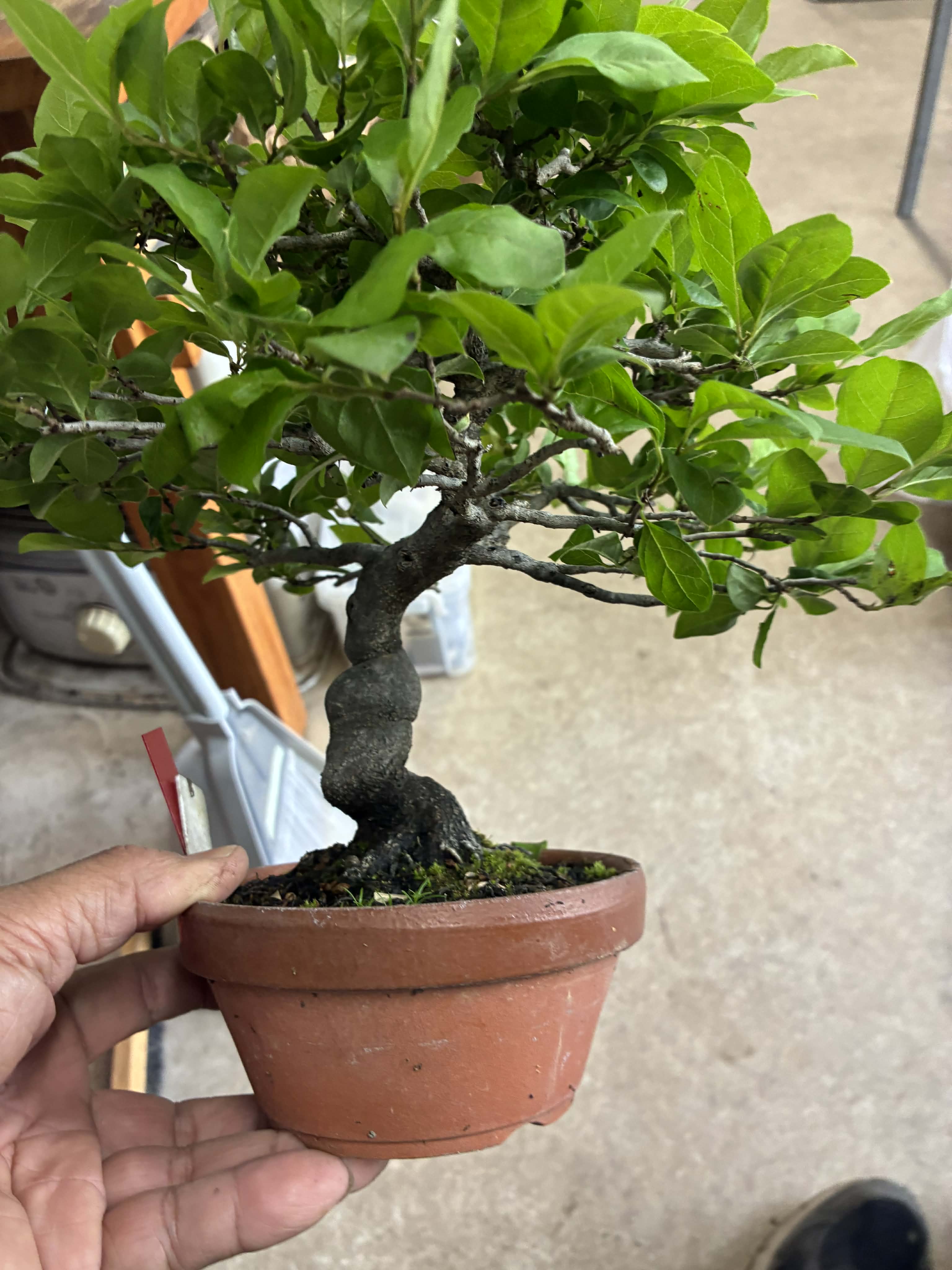 Diospyros (mâle)