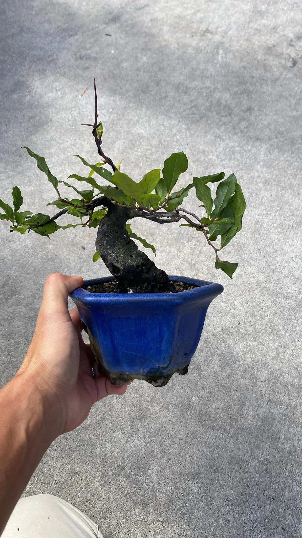 Diospyros rhombifolia Canada Bonsai