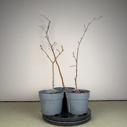 FAGUS Sylvatica
