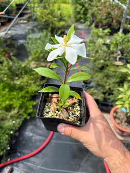 GARDENIA